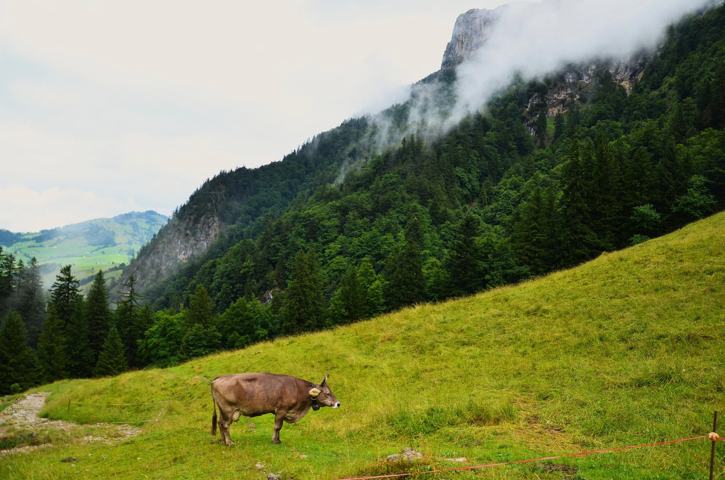 Pasture in the Swiss Alps