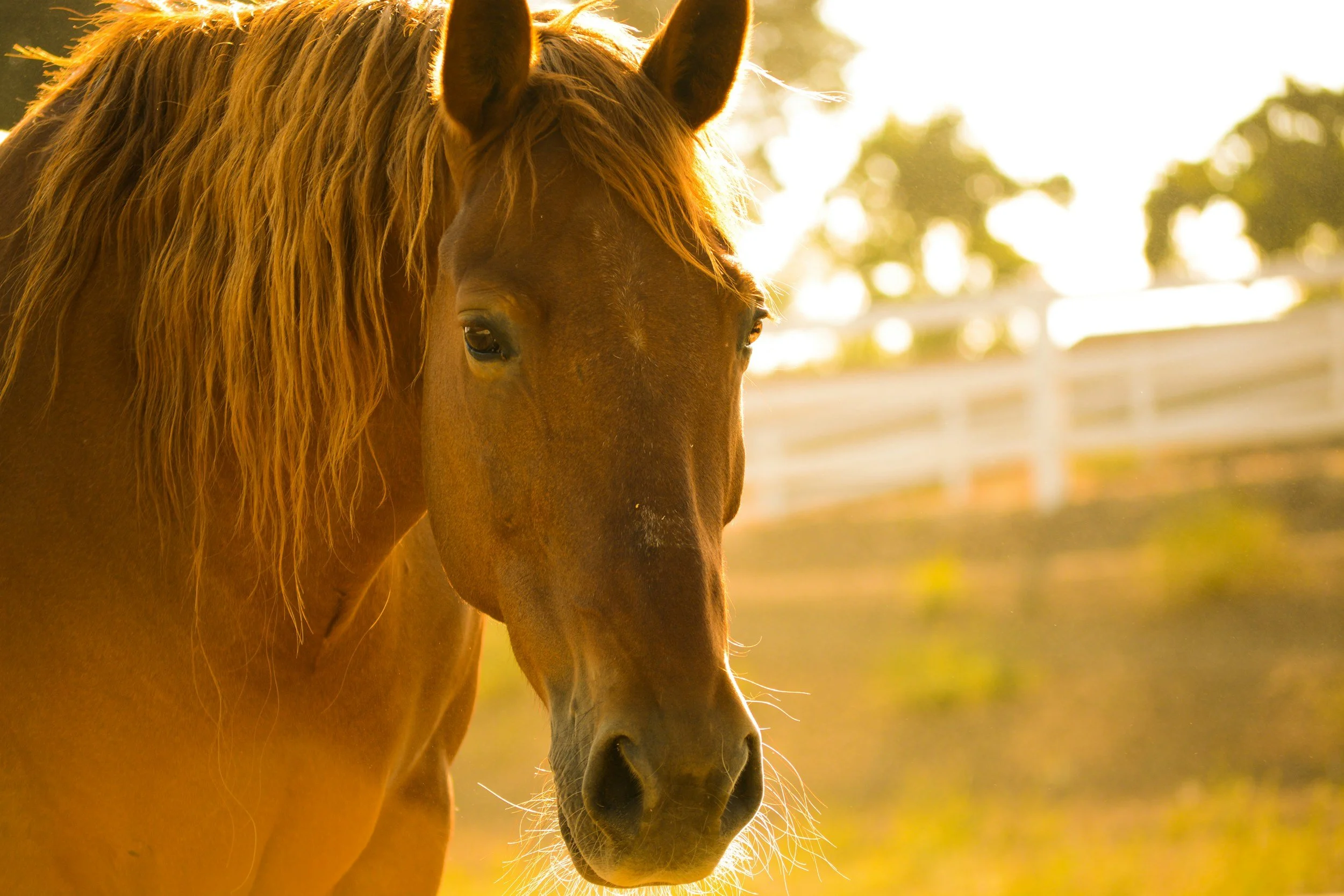 A close-up of a golden brown horse with a long mane, standing outdoors near a white fence, during sunset.