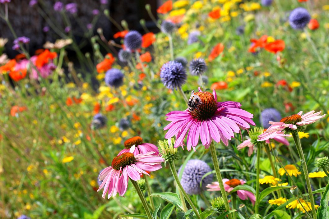 Wildflowers blooming in a pollinator garden, symbolizing the Quaker testimony of stewardship and care for creation.