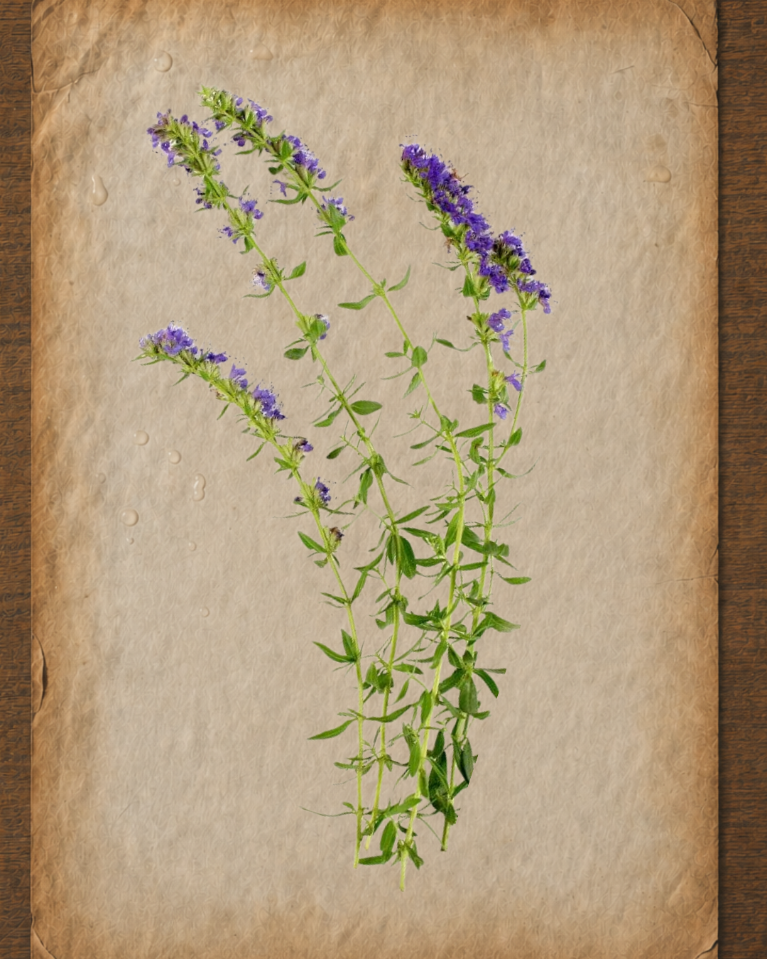 Hyssop Essential Oil: A Practitioner’s Guide
