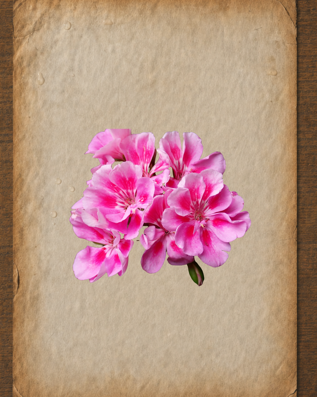 Geranium Essential Oil: A Practitioner’s Guide