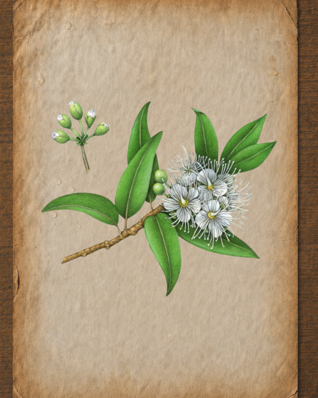 Myrtle Essential Oil: A Practitioner’s Guide