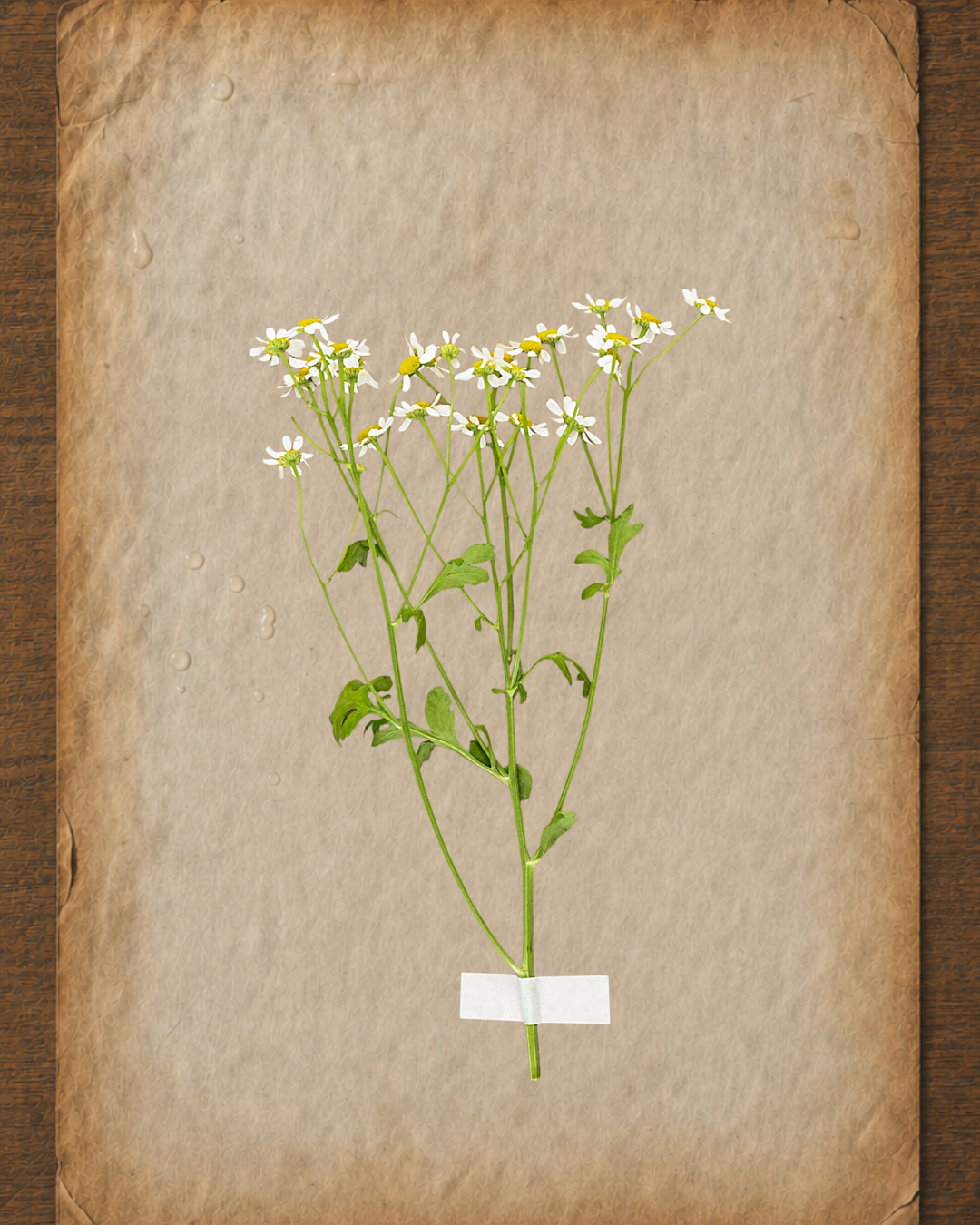 Chamomile, Roman Essential Oil: A Practitioner’s Guide