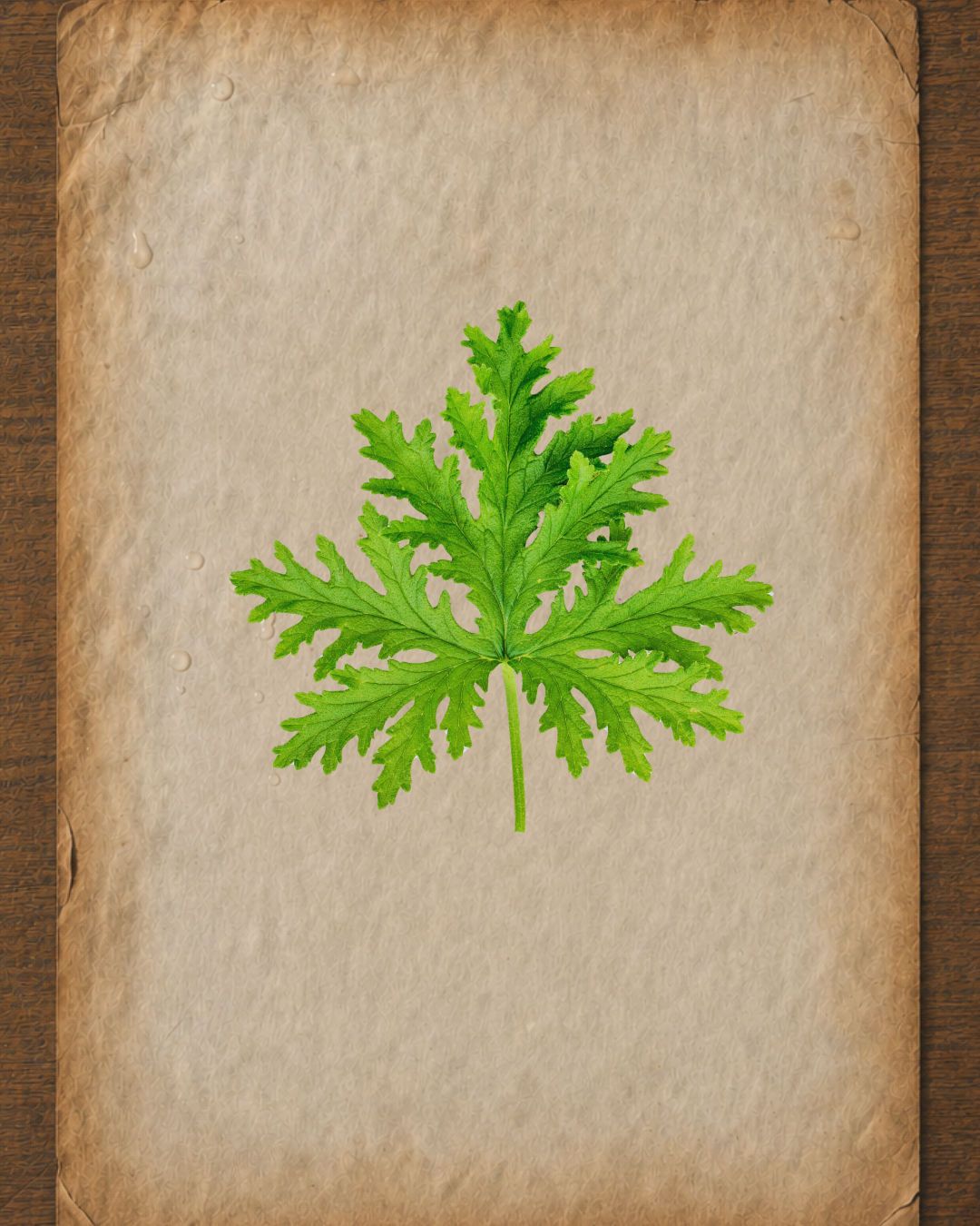 Citronella Essential Oil: A Practitioner’s Guide