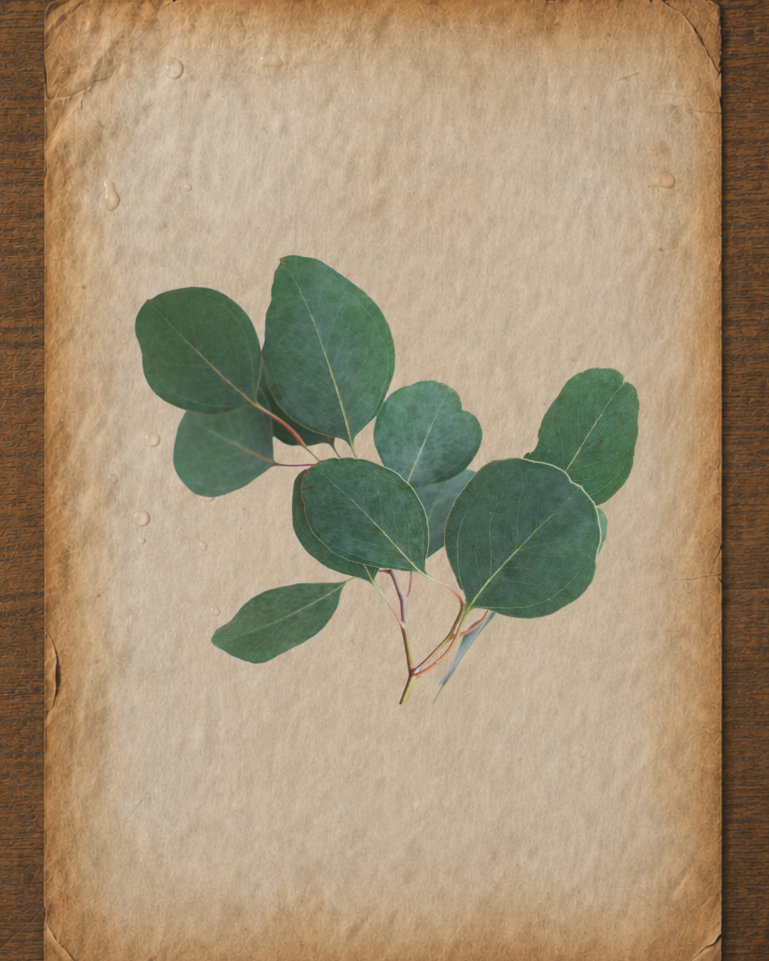 Eucalyptus Essential Oil: A Practitioner’s Guide