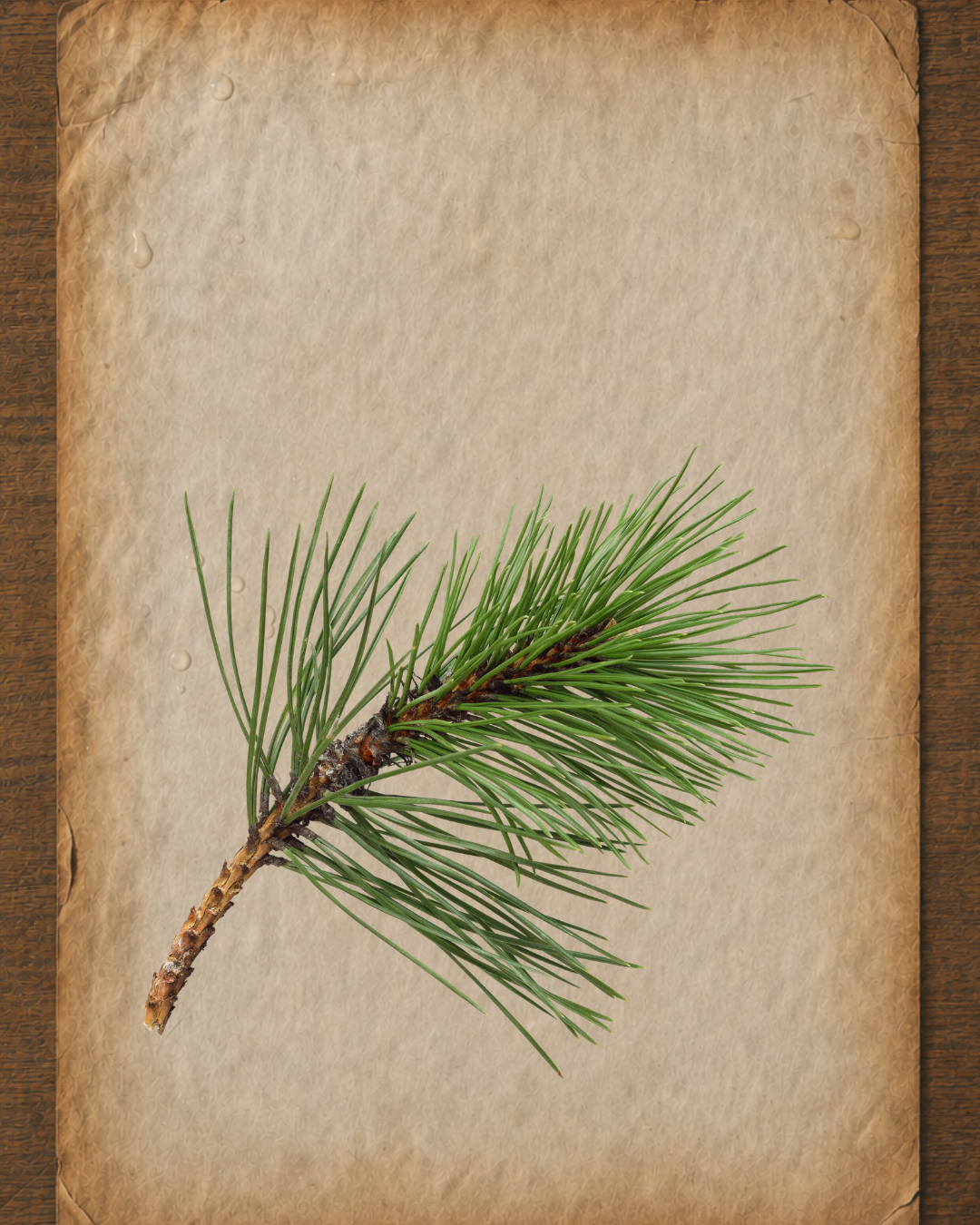 Pine Essential Oil: A Practitioner’s Guide