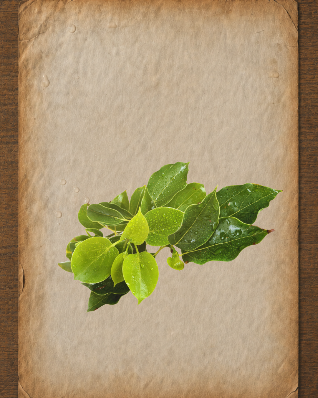 Ravintsara Essential Oil: A Practitioner’s Guide