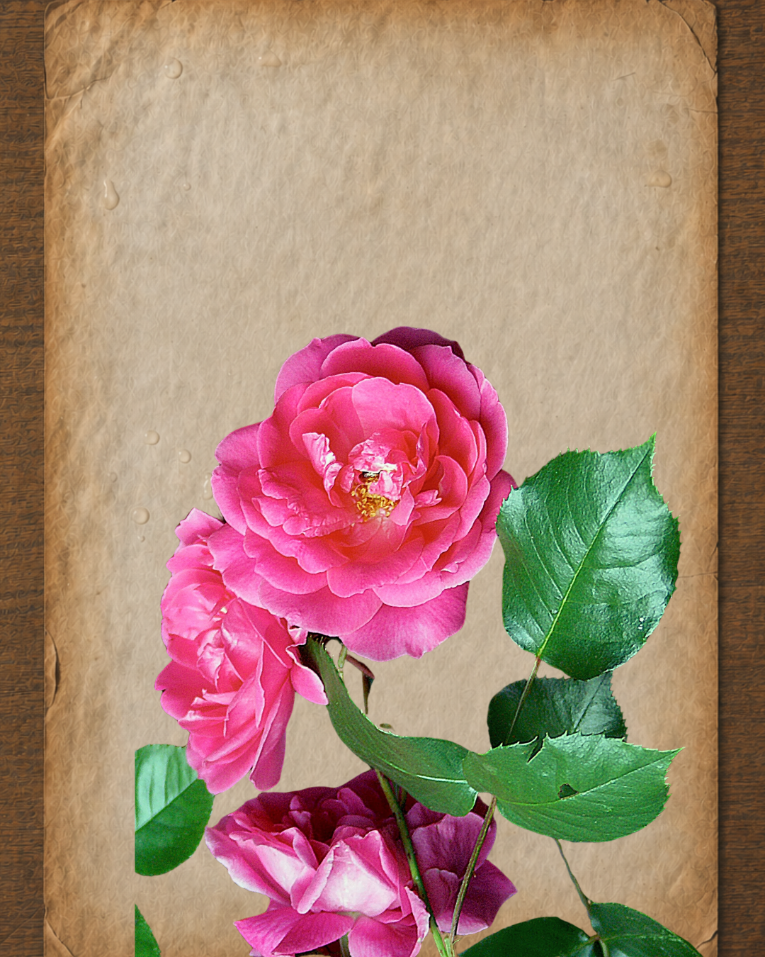 Rose Essential Oil: A Practitioner’s Guide