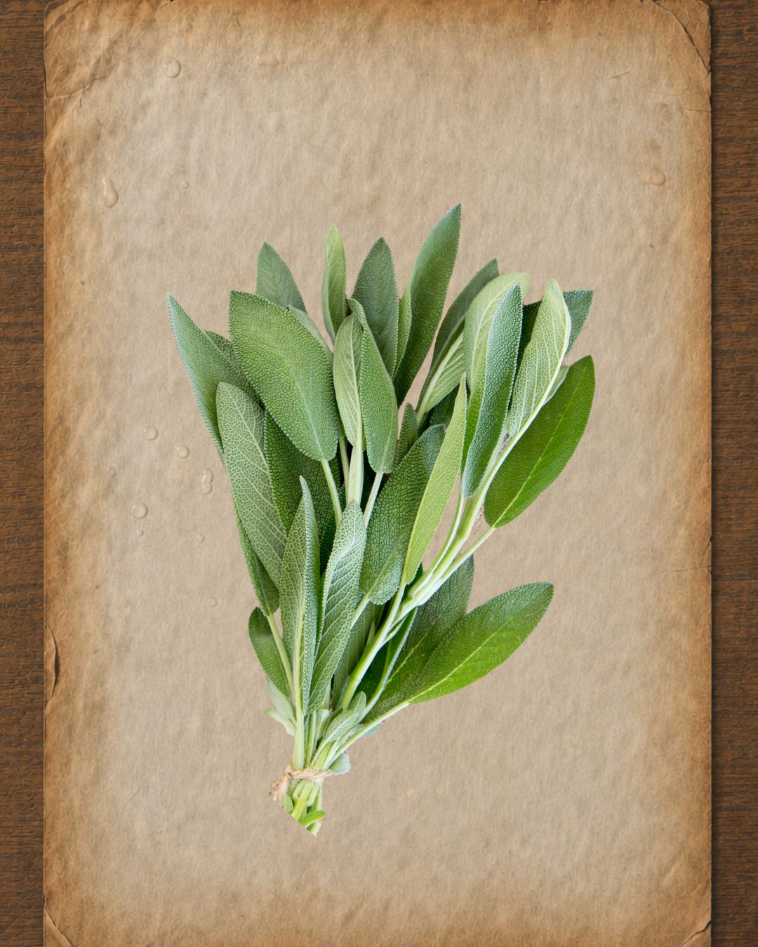 Sage Essential Oil: A Practitioner’s Guide