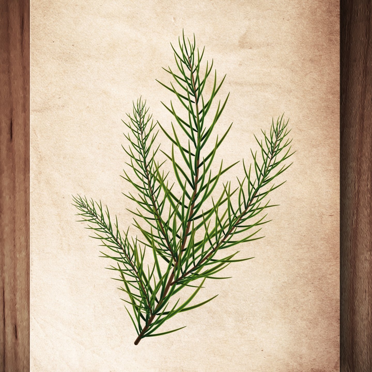 Spruce Essential Oil: A Practitioner’s Guide