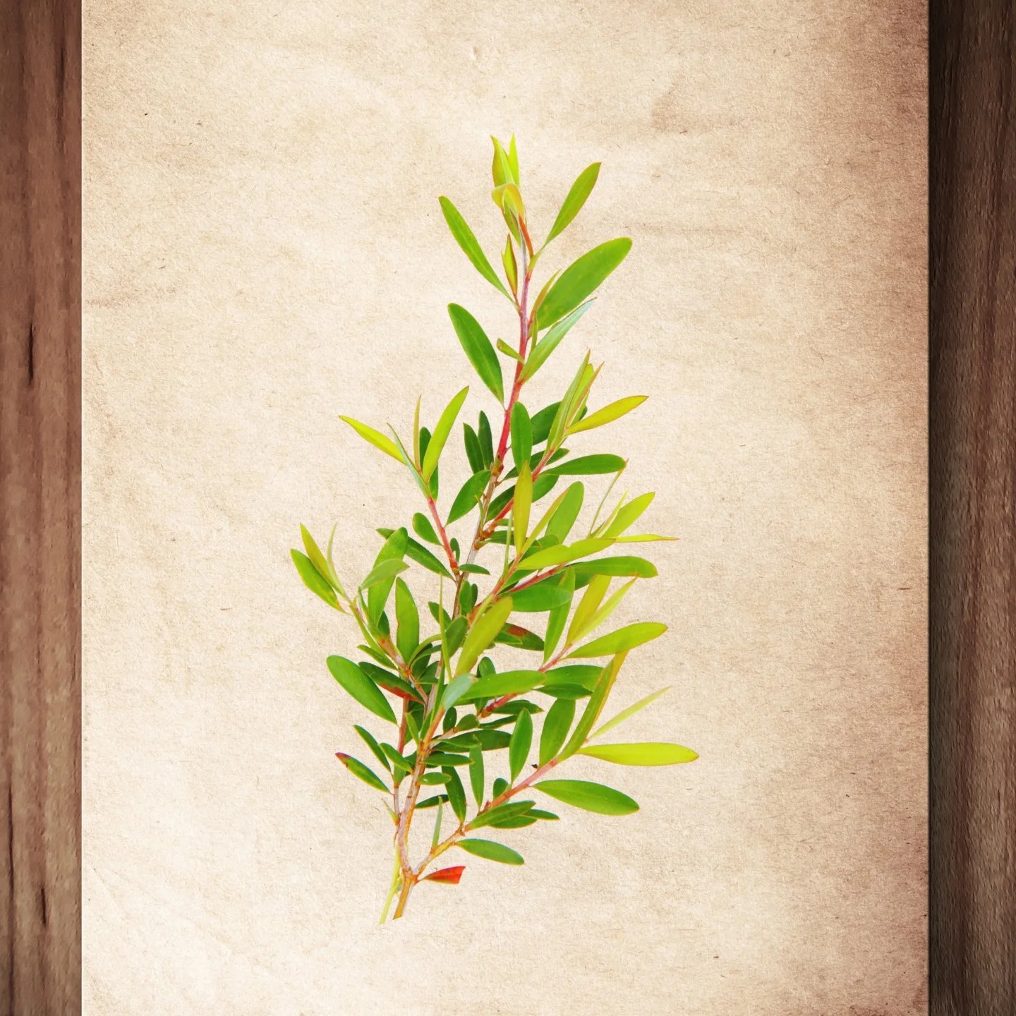Tea Tree Essential Oil: A Practitioner’s Guide