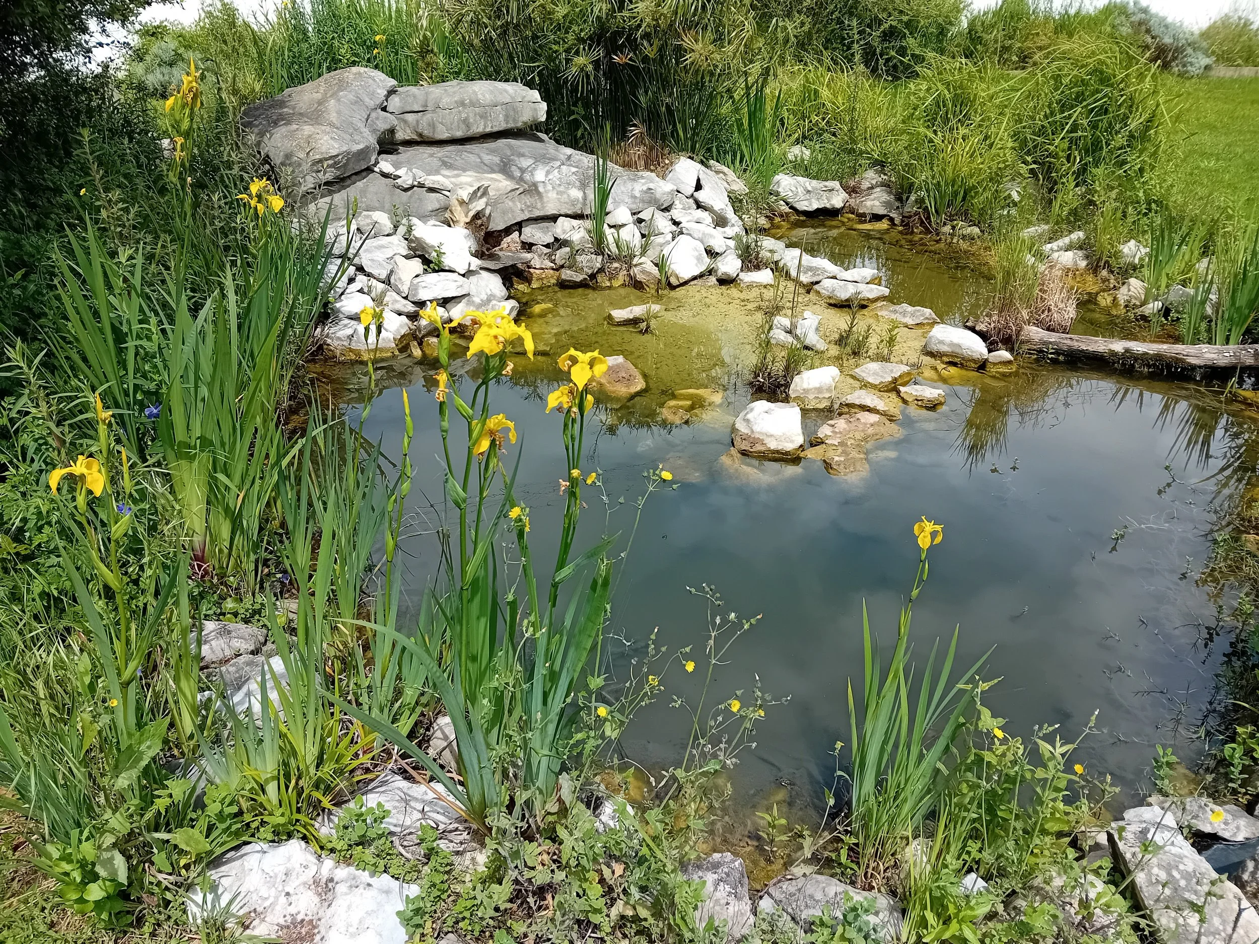 Pond