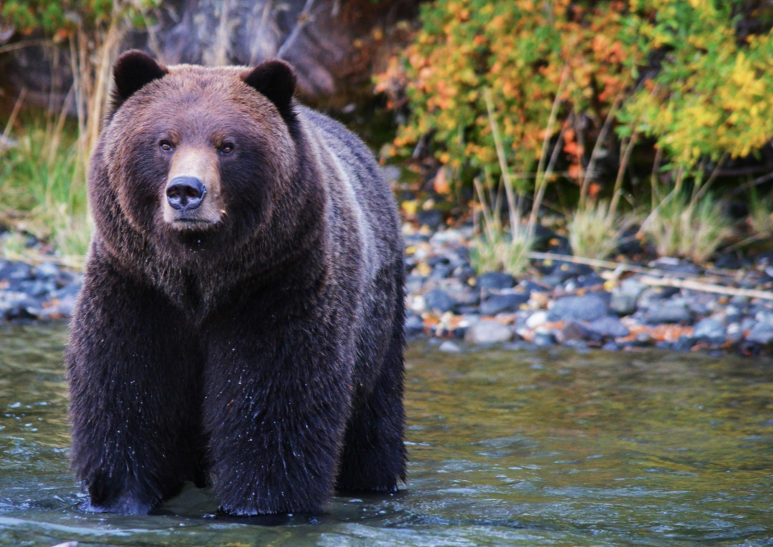 Fluffy Grizzly.png