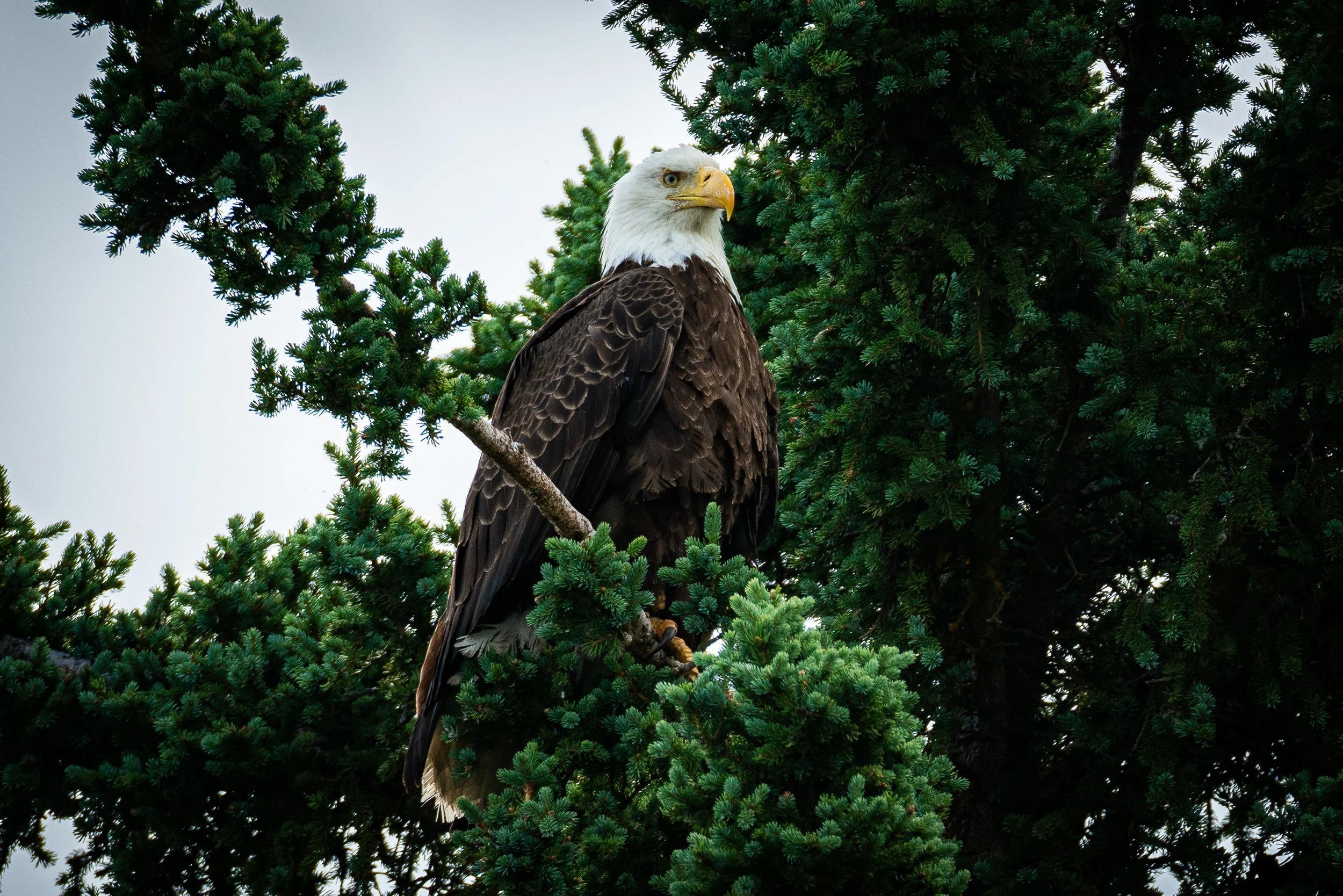Sam's Eagle.jpg