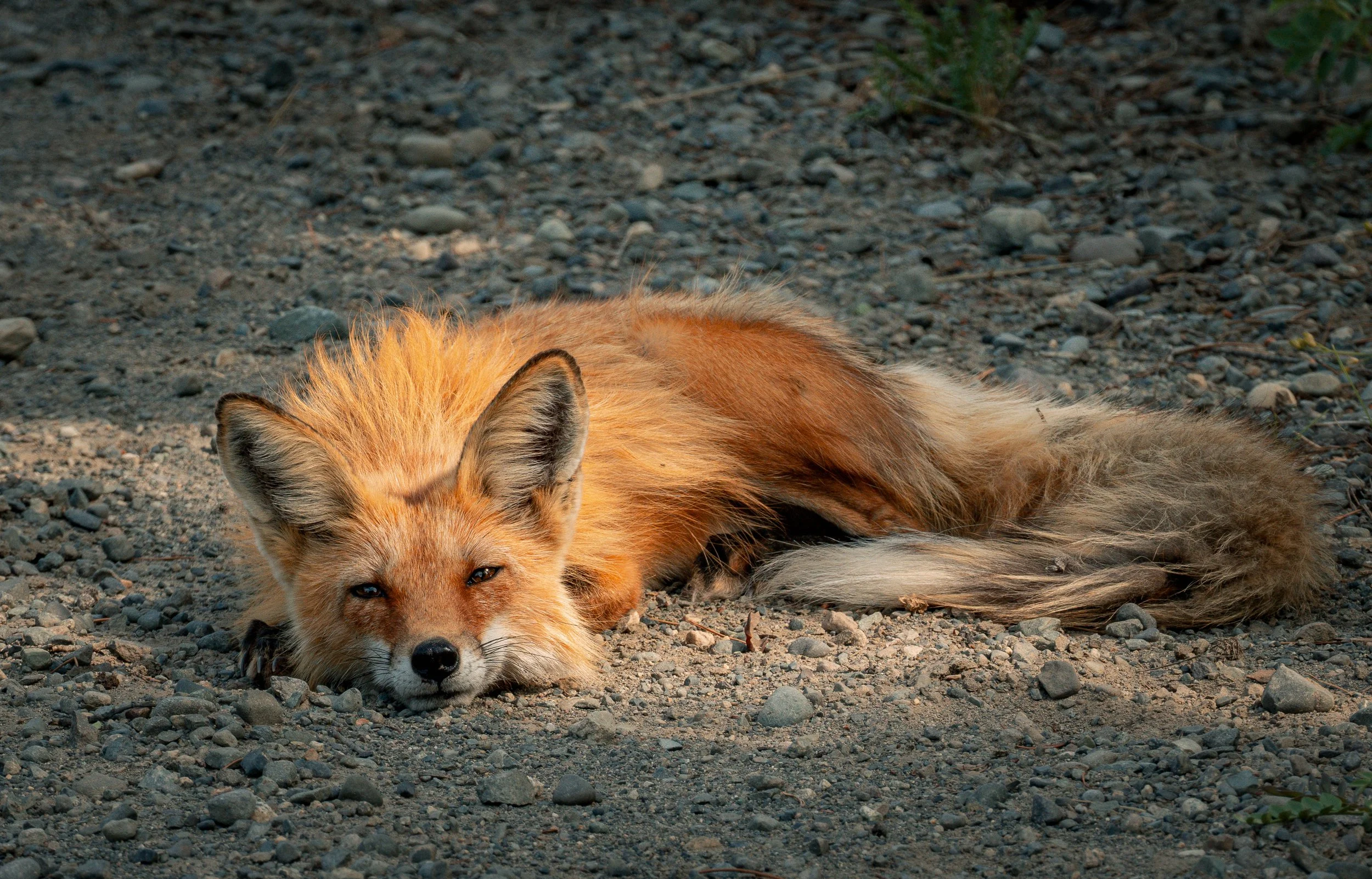 Fox 1.jpg