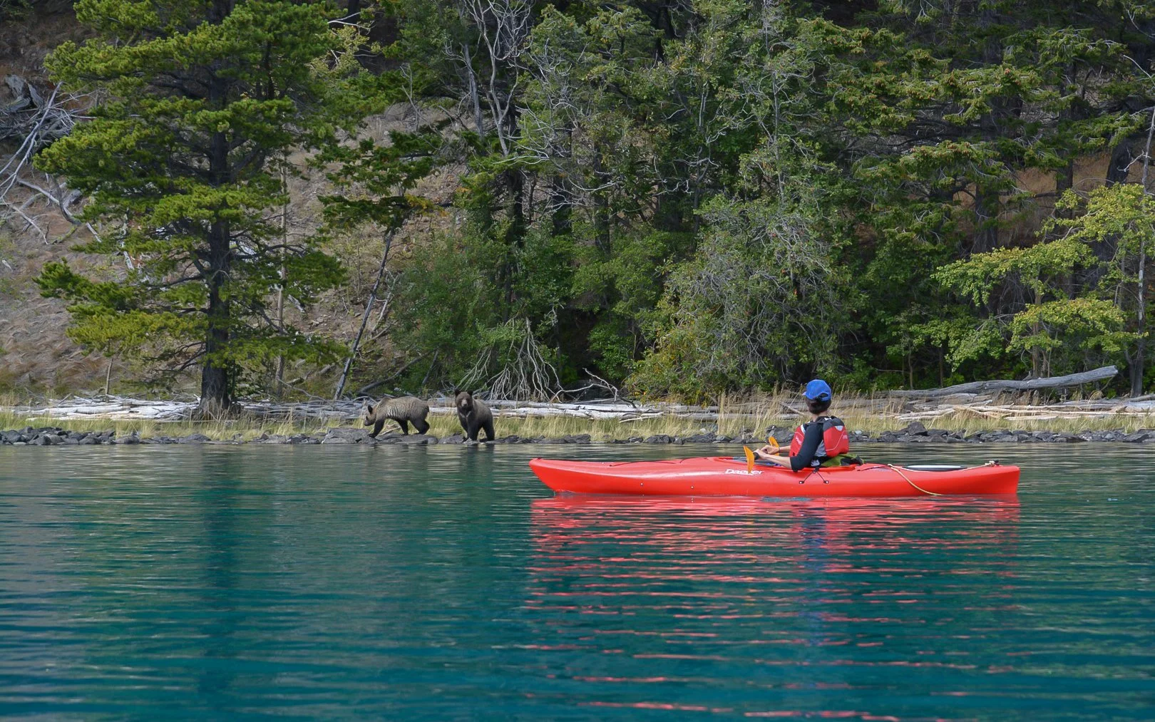 Kayaking with bears.jpg