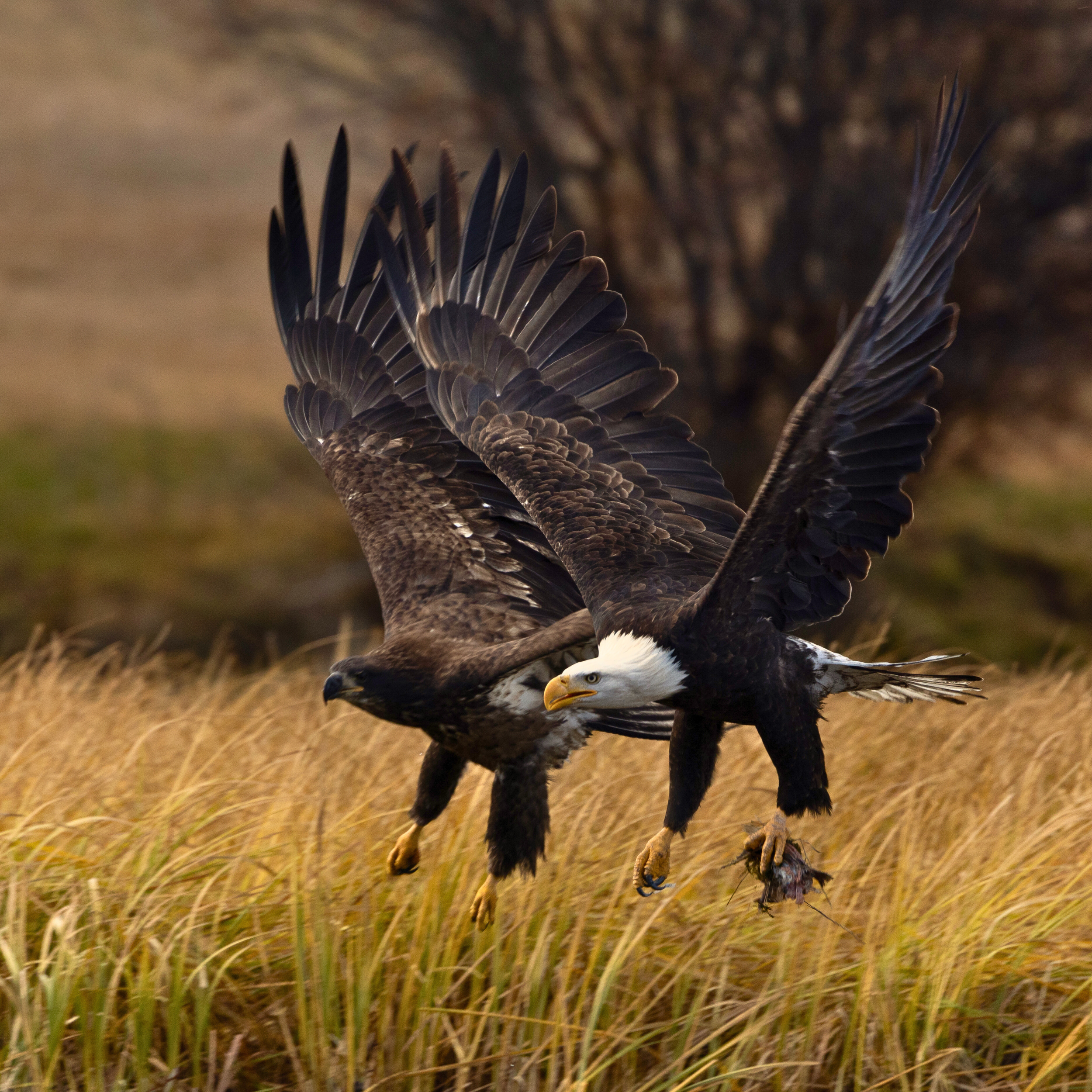 Double Eagle.png
