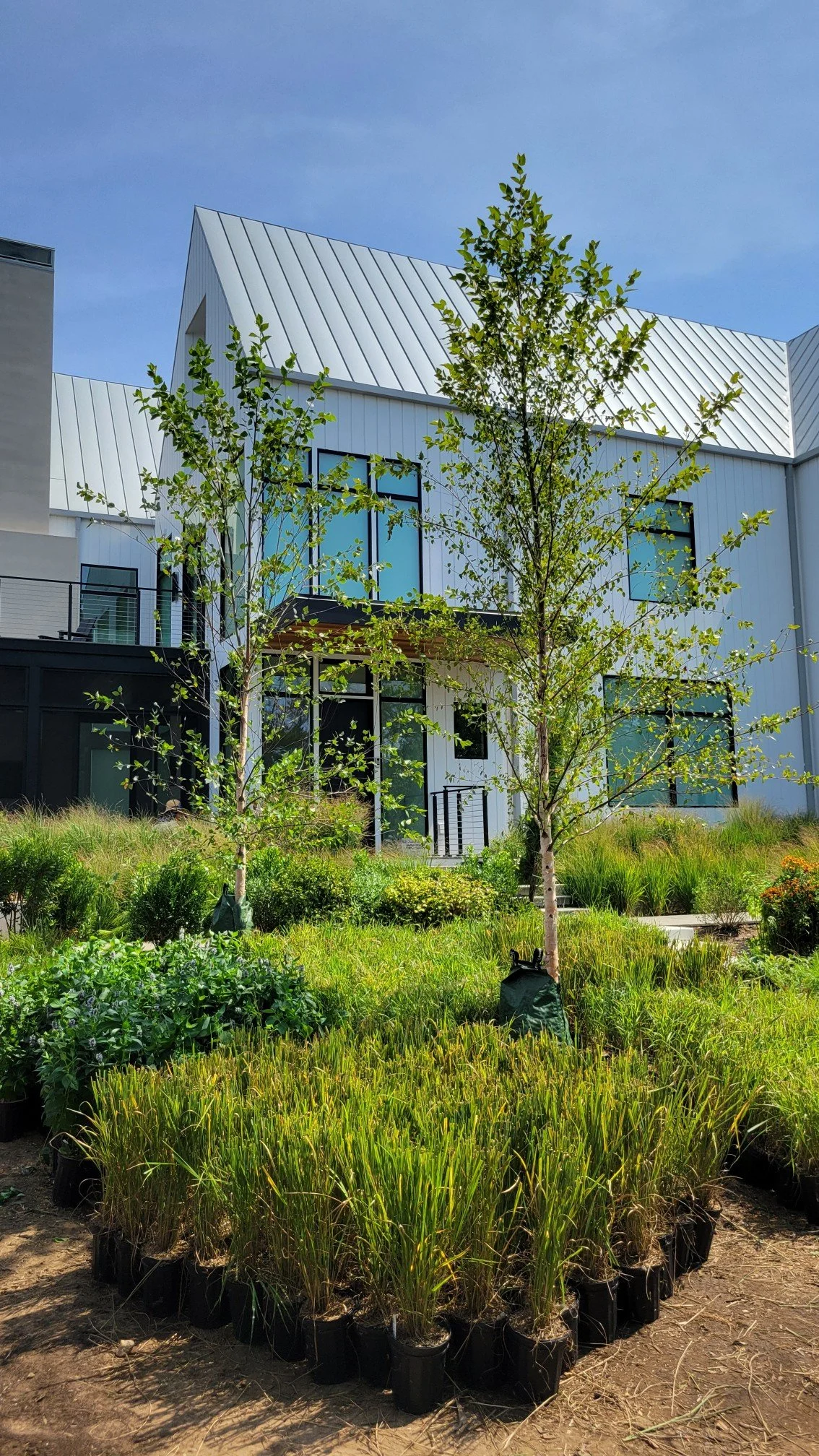 Singh Planting.jpg