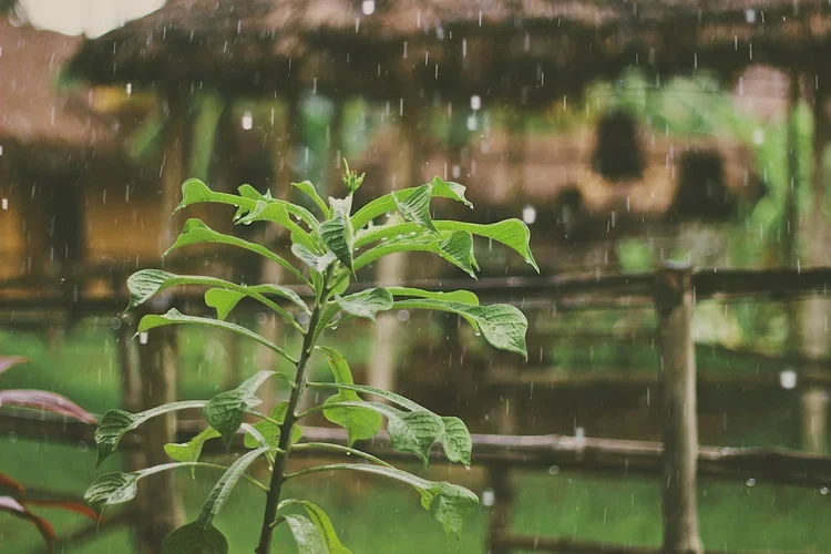sustainability-architecture-design-rainwater-collection-plant-kimmel-architects.webp
