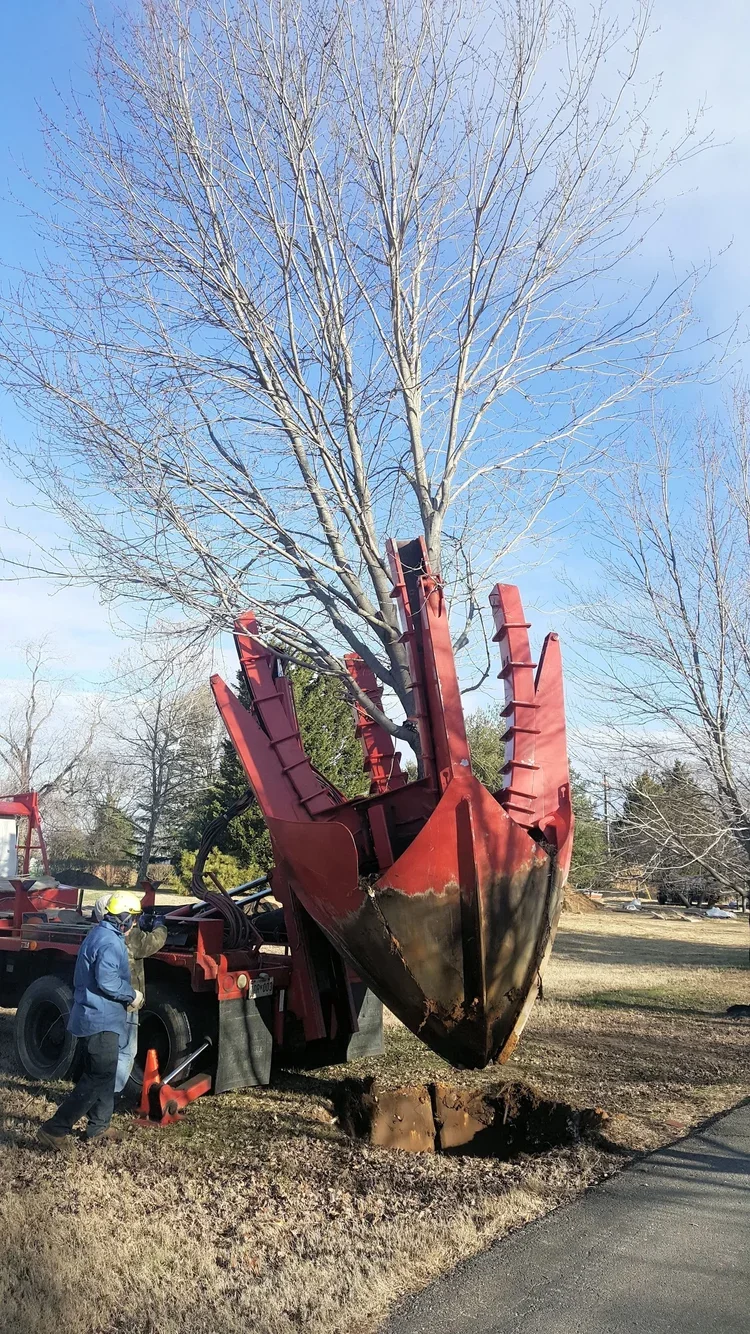 architecture-tree-transplanting-construction-kimmel-architects.webp