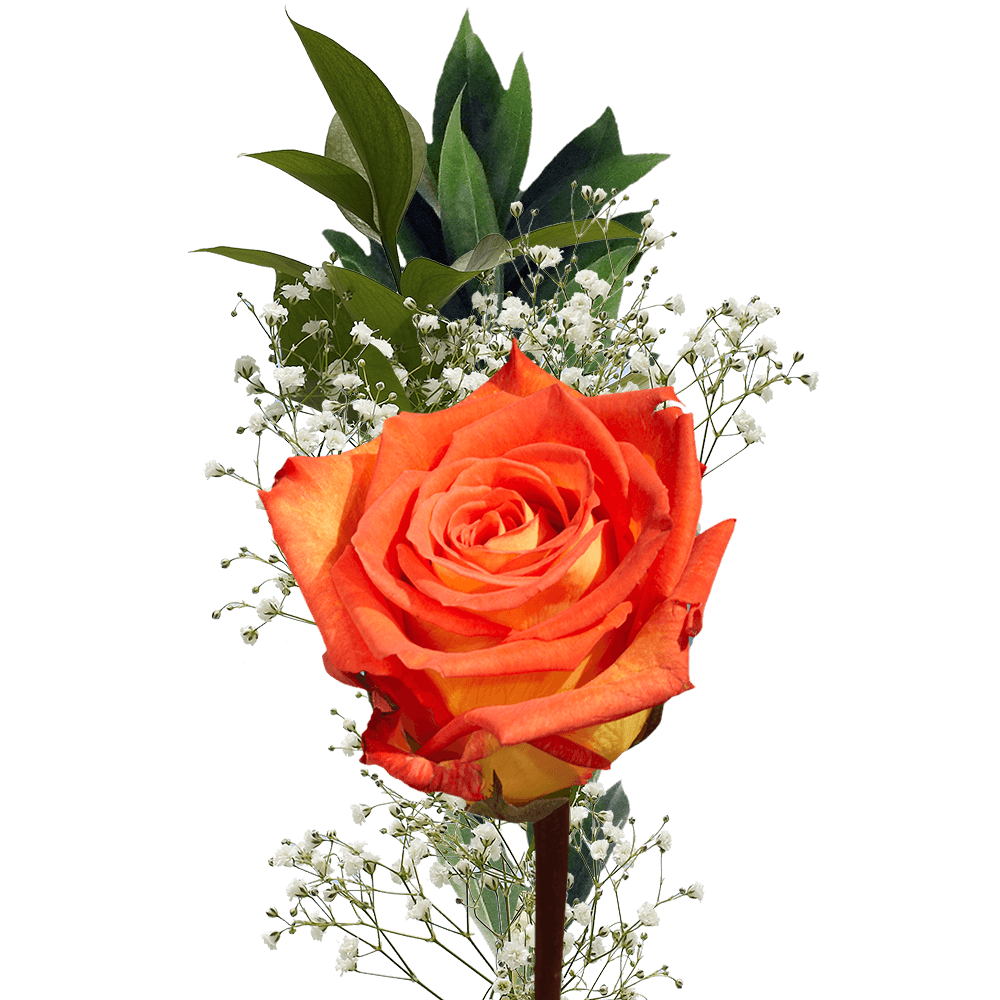 single rose orange.png