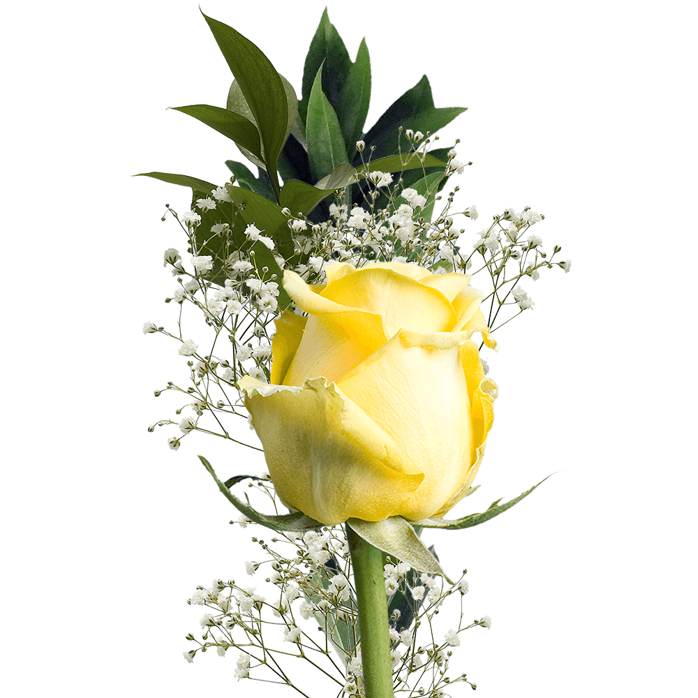 single rose yell.png