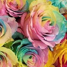 SINGLE RAINBOW ROSE BOUQUET