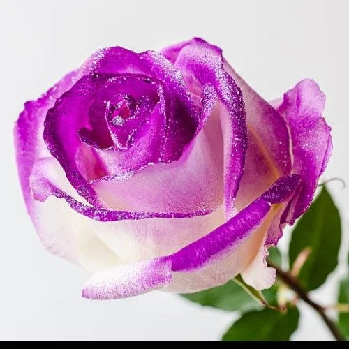 TRIPLE GLITTER ROSE PURPLE