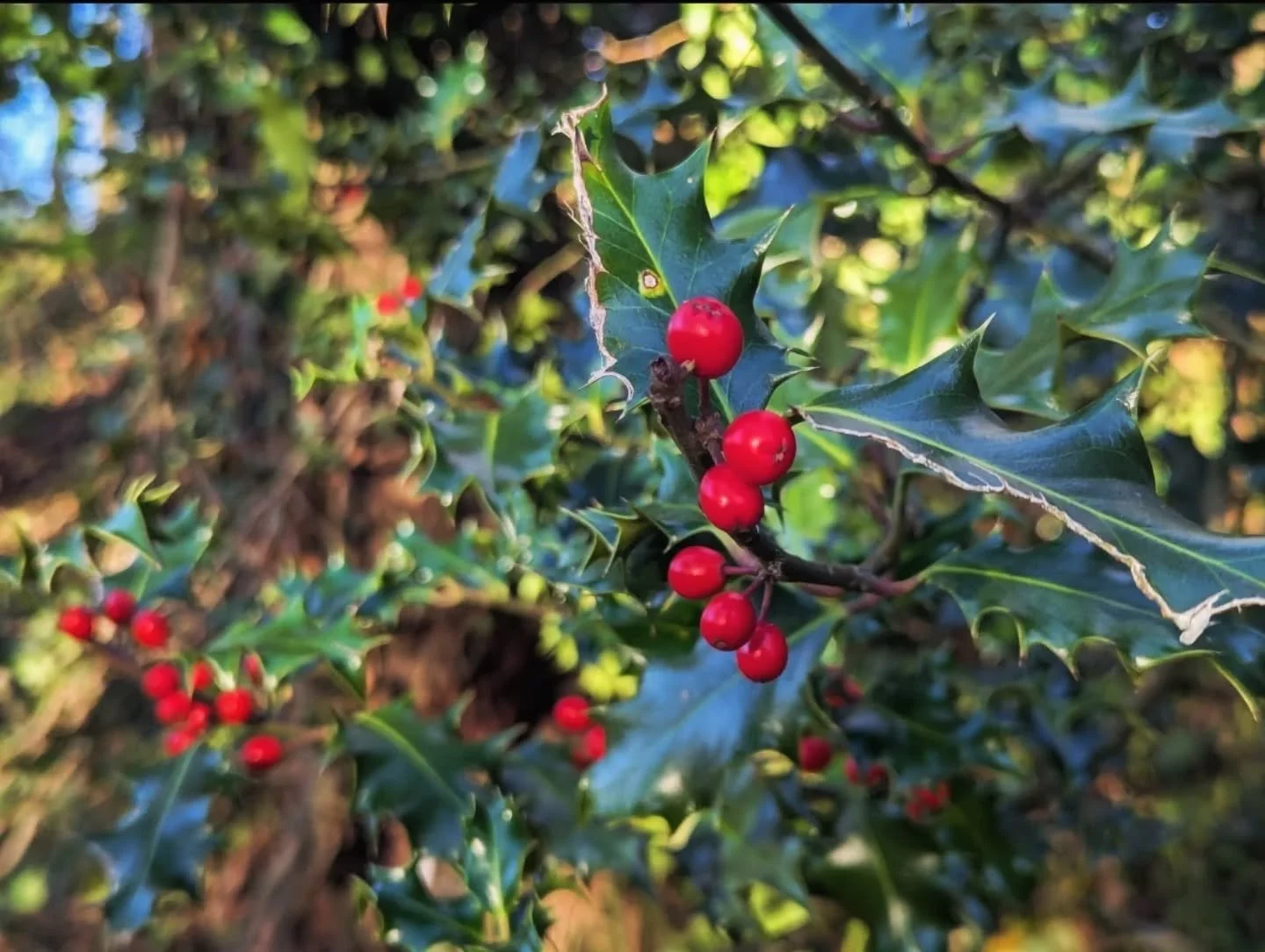 Chandra Diaries🌙 🌚 

✨️ NEW MOON - SCORPIO ✨️ 

★ Element - Water

★ Duality - Yin

★ Ruling Planet - Pluto

★ Chakra - Sacral / Svadhisthana 

Scorpio, the deep mystical transformative sign. Scorpio is also a cold, death/rebirth, ready for winter,