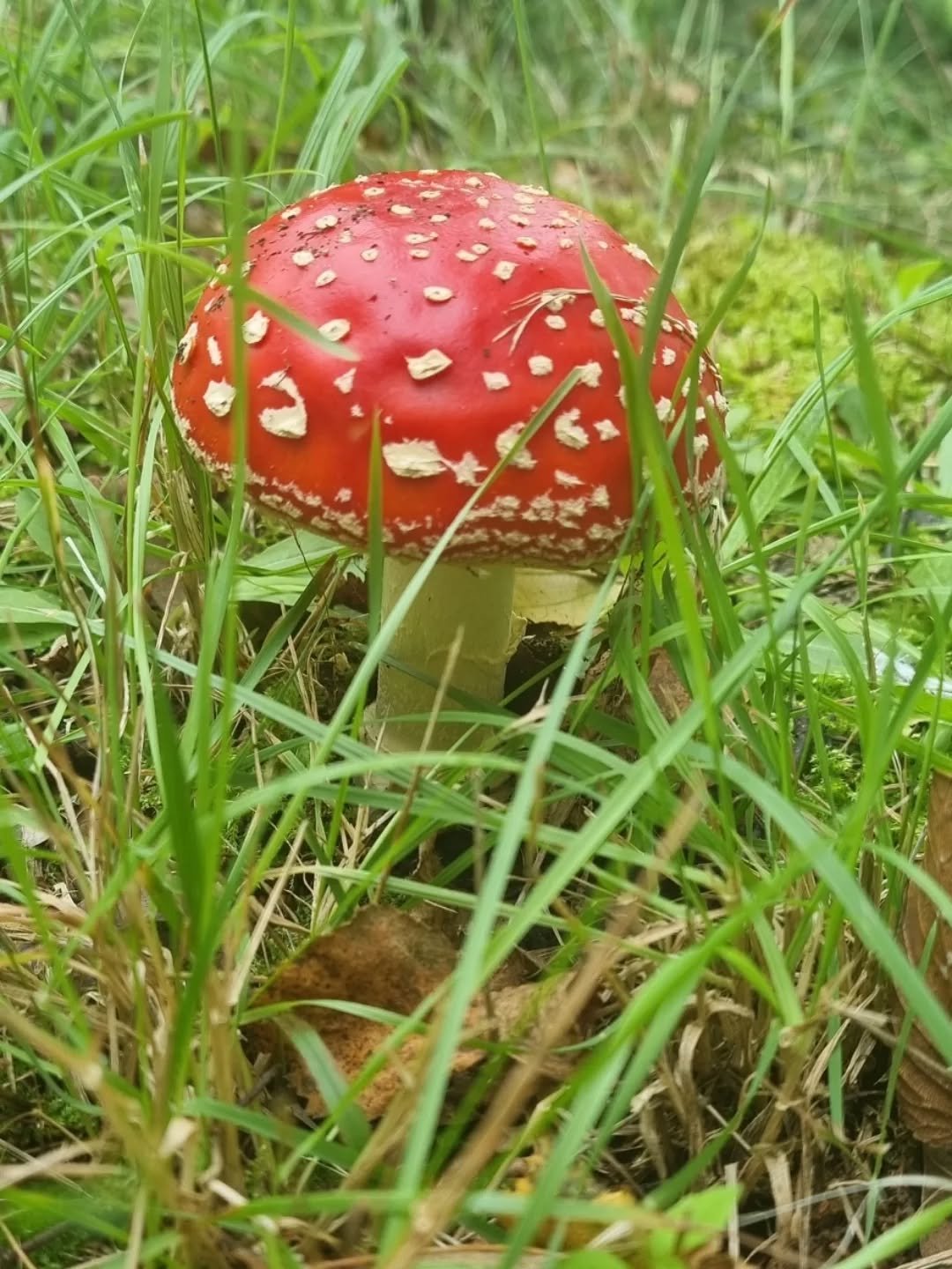 Autumn Equinox 🍂 

The wheel of the year is changing. The next season is here. Seasons can be different for everyone and that has it's unique factors. 

Some are busy with the back to school rush. Some are in the quiet season of their jobs and are g