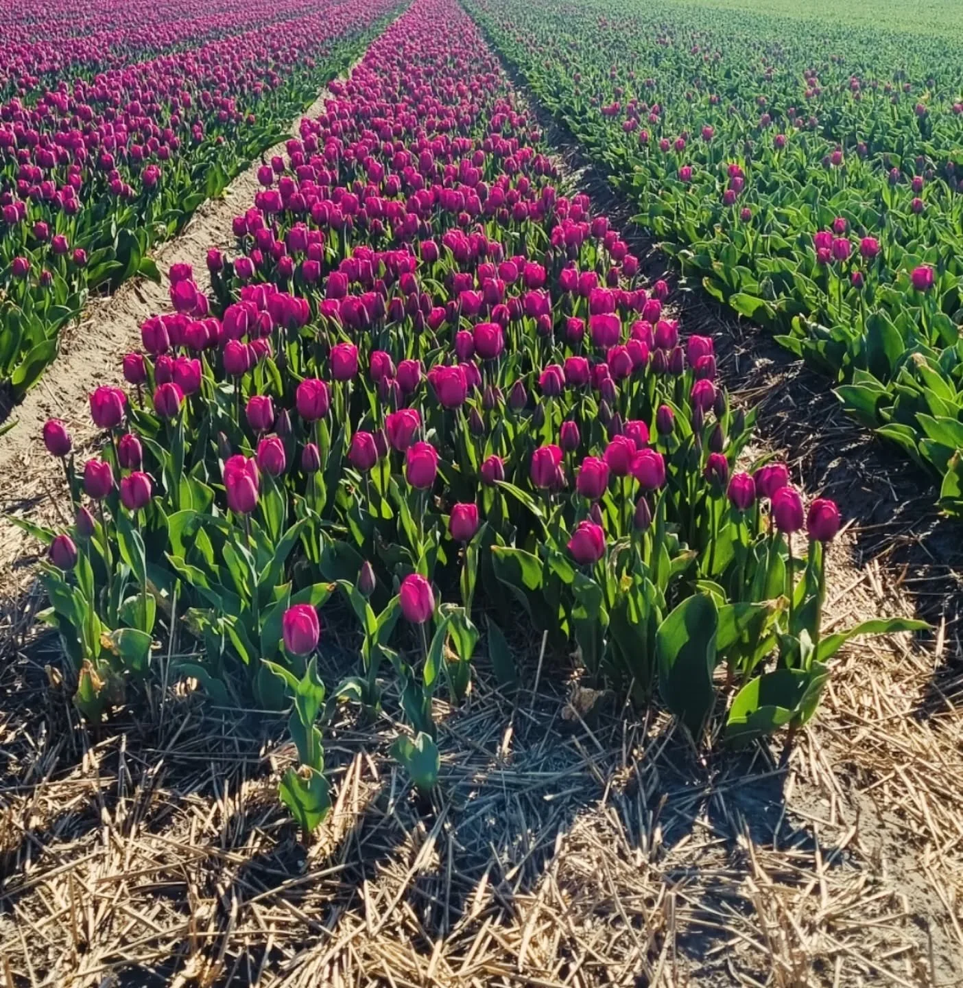 Incase no one told you today... You are beautiful ✨️

Happy International Women's Day to all 👑

You are loved
You belong
You matter
And I believe in you

🌸