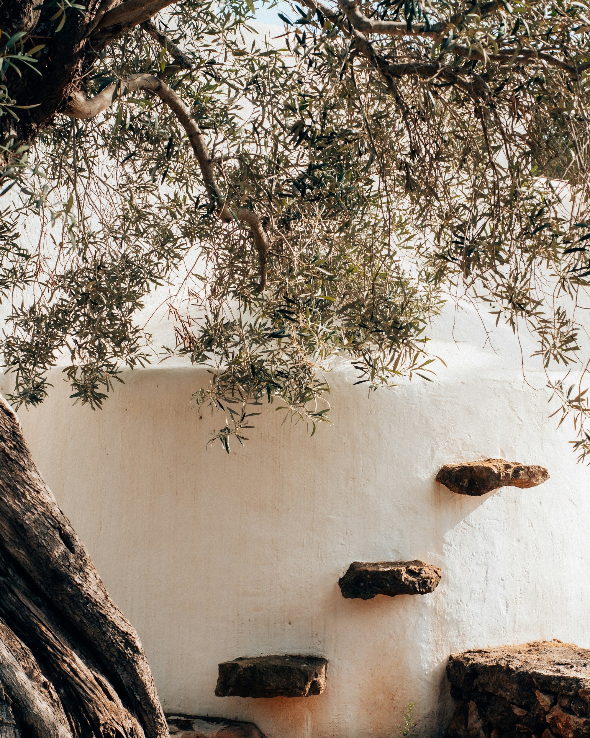 An outdoor scene with olive tree branches and leaves over a white wall that has irregularly placed rocks.
