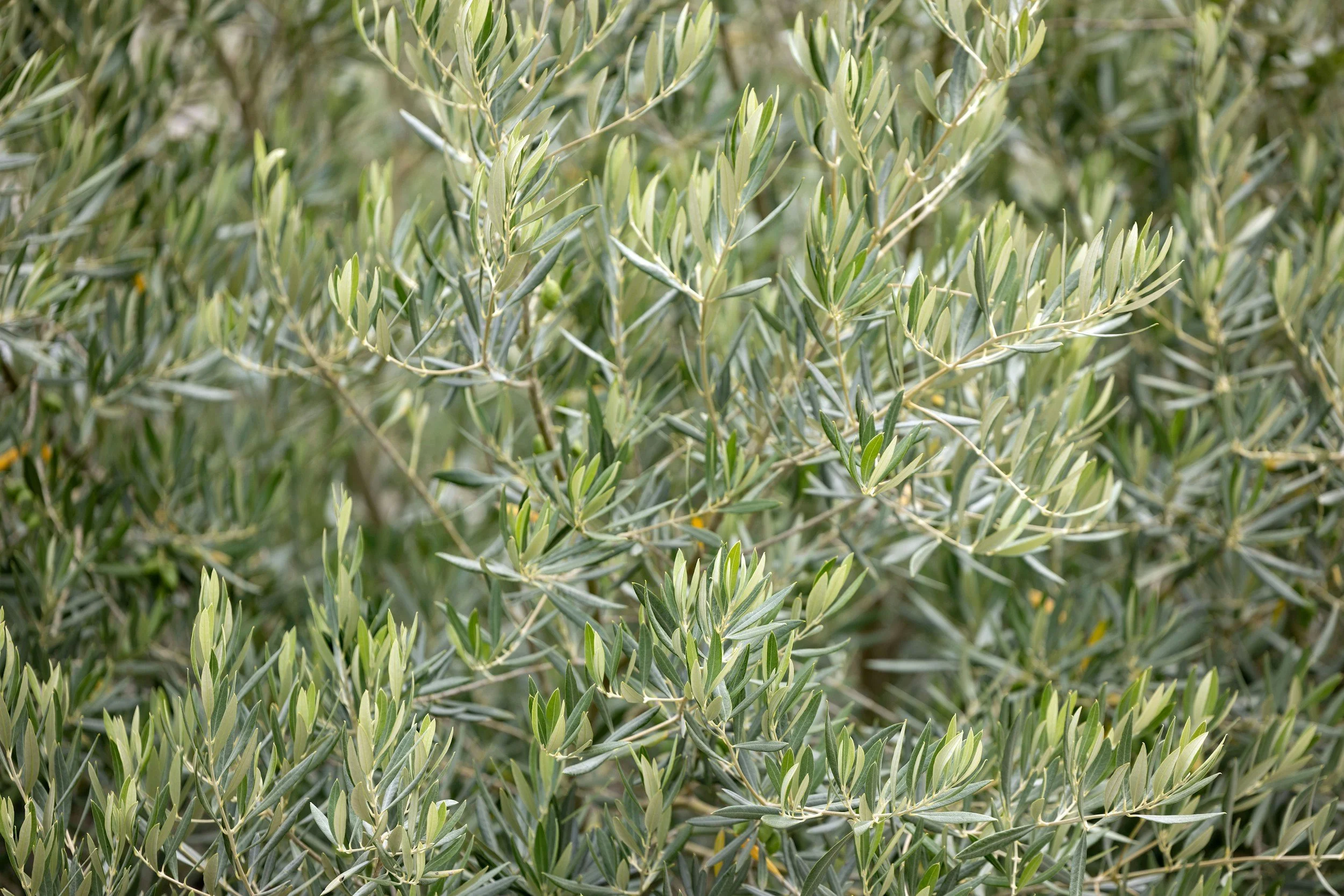 Olive tree in shrub form to make a wall in mediterranean gardens