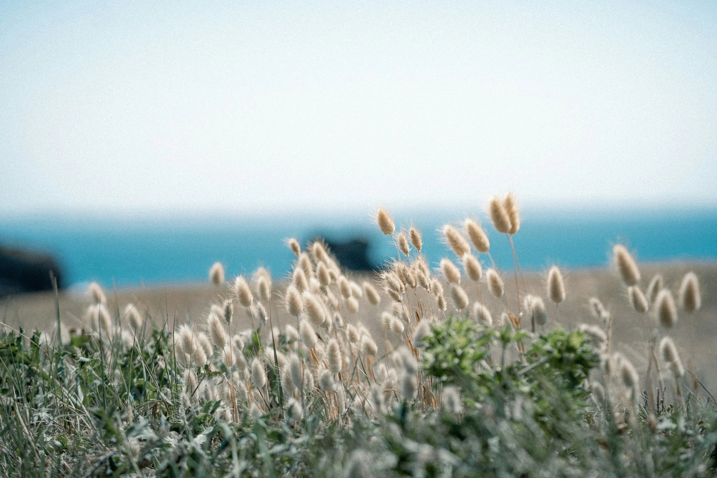 Dry plants in mediterranean Ibiza