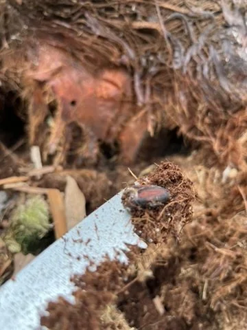 Red Palm Weevil in Ibiza: How to Protect Your Palm Trees Before It's Too Late