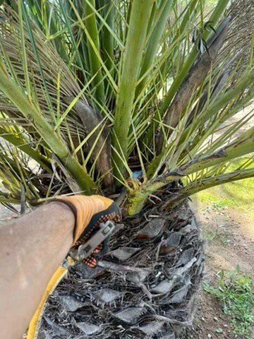 Fumigacion de phoenix canadienses palmera