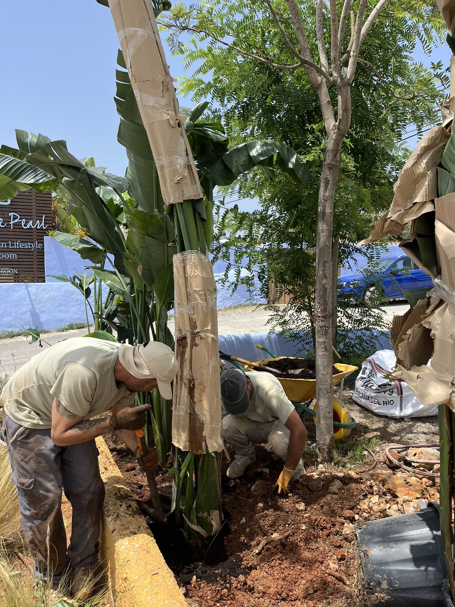 Gardeners are planting plants in Ibiza