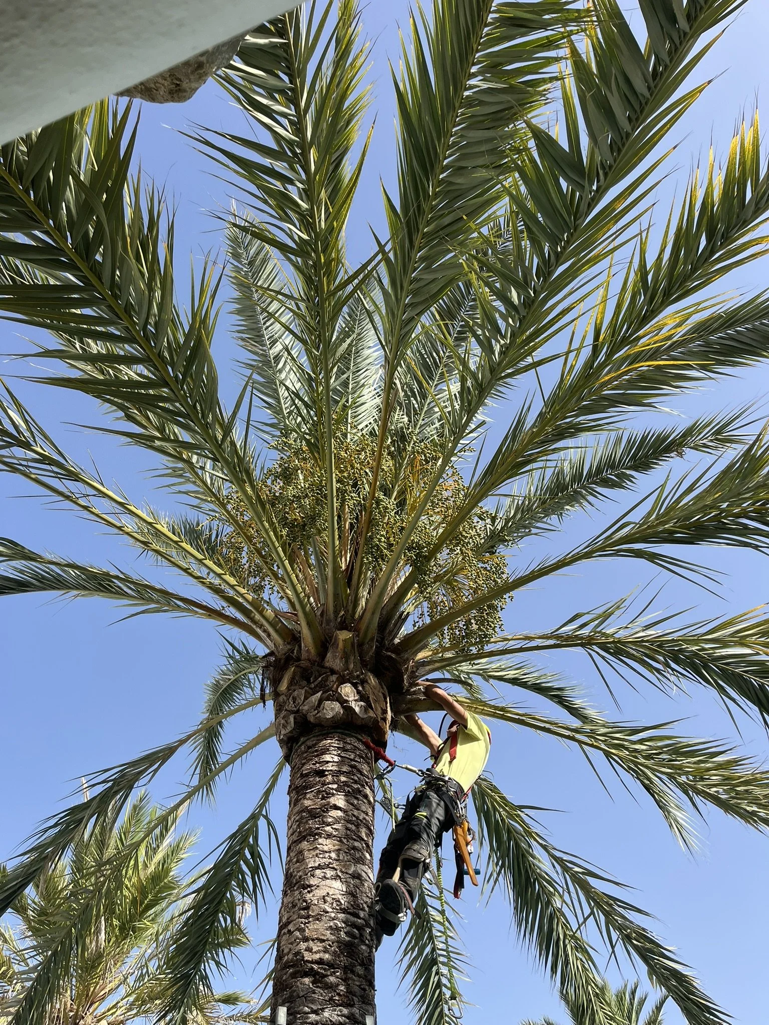 Professional palm pruning service in Ibiza