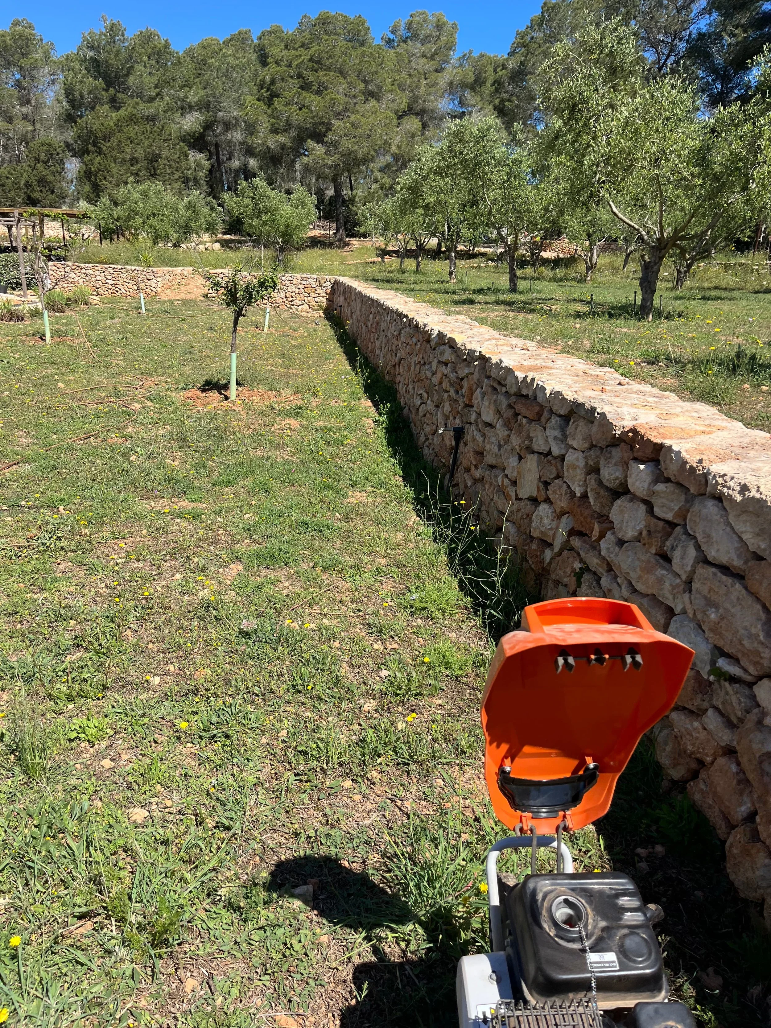 Soil cultivation around the fruit trees using a rotary tiller to improve aeration and soil condition in San Rafael, Ibiza.