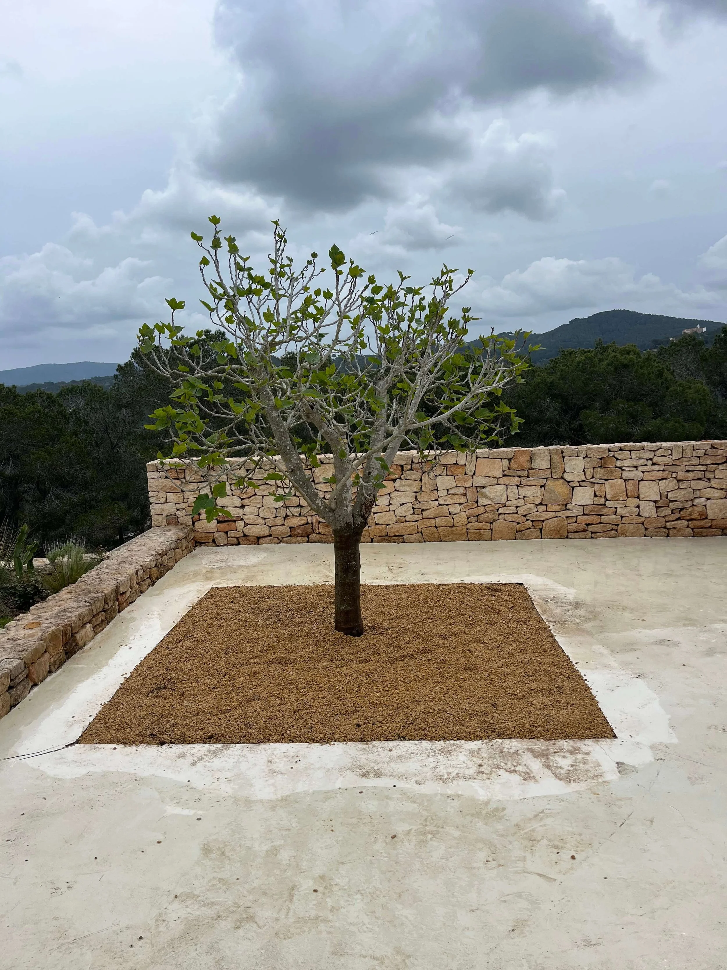Relocation and replanting of native trees as carob and fig trees.