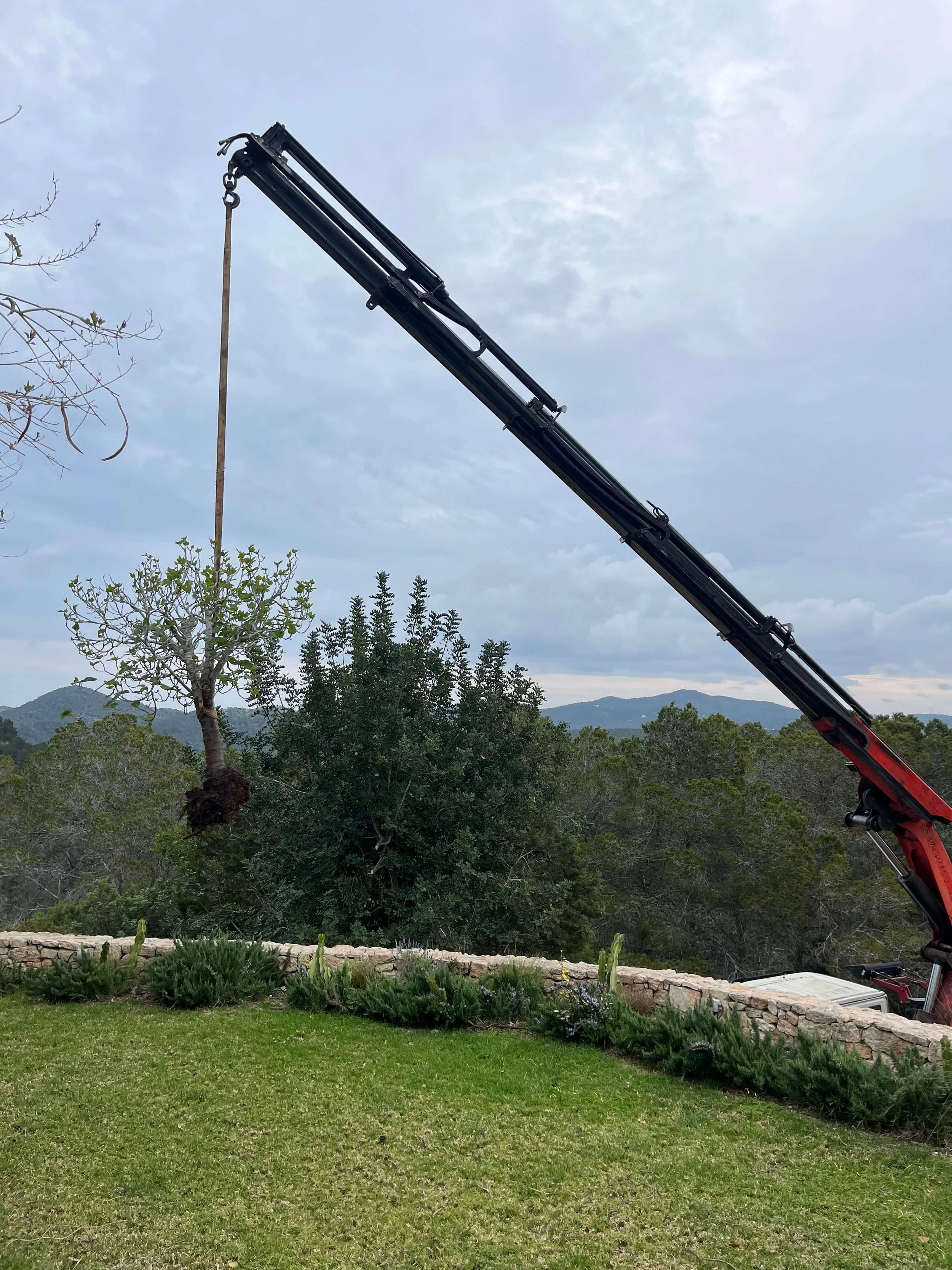 Relocation and replanting of native trees throughout the property, working with and preserving the existing native vegetation.