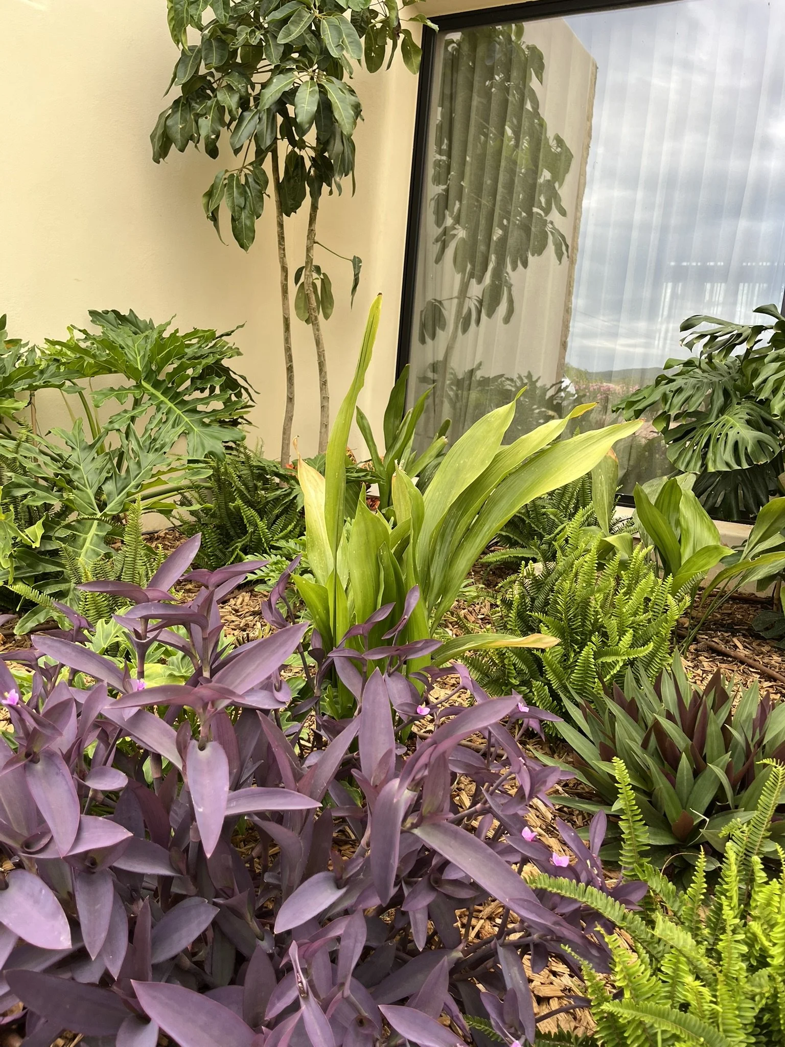 Plants front of a window in a villa in Ibiza