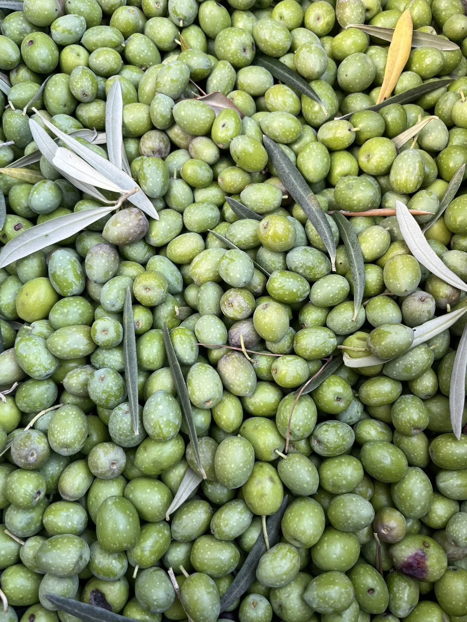 Freshly picked olives