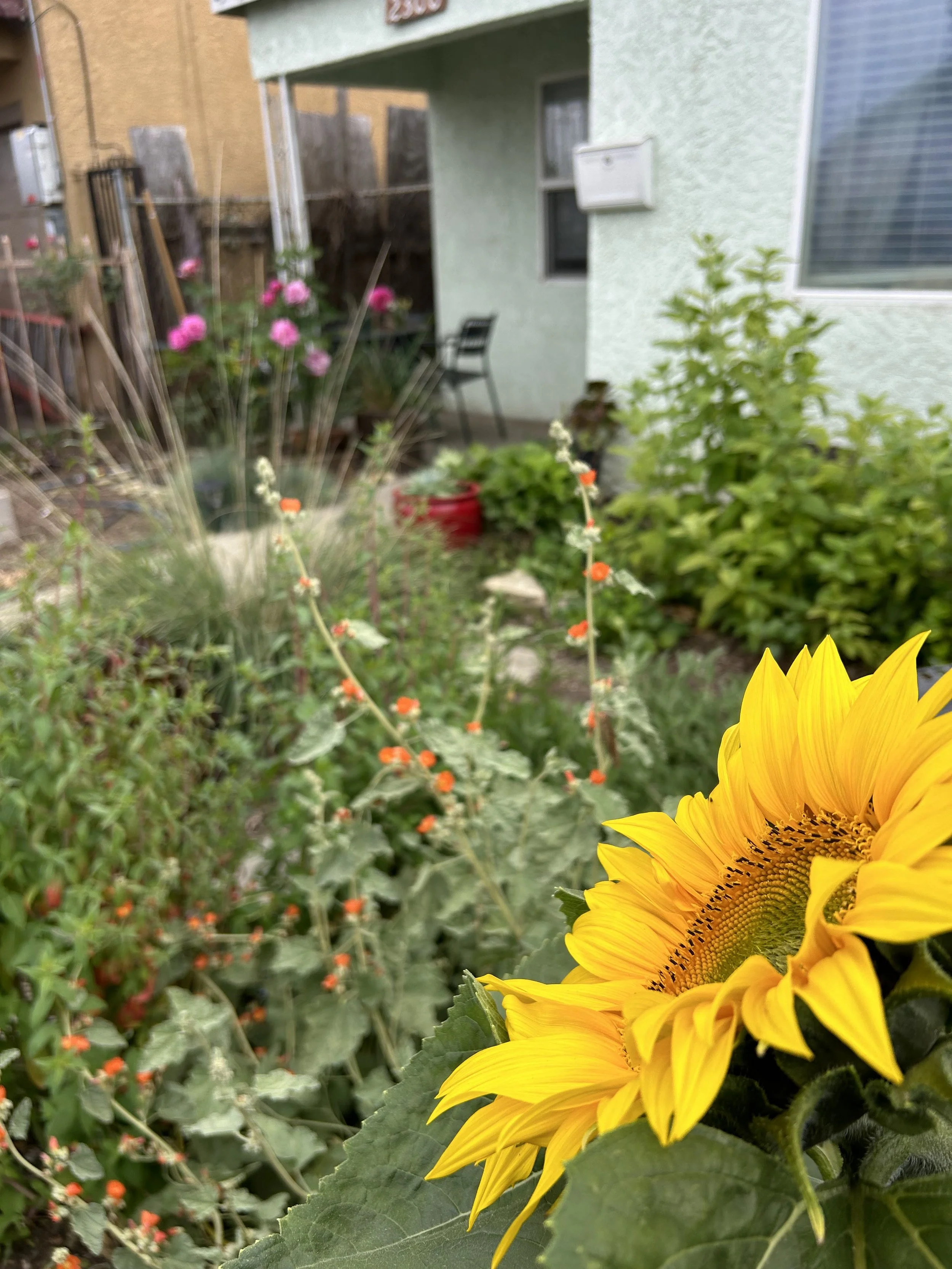 A sunflower with bright yellow petals and a dark center in a garden, surrounded by green leaves and other plants, with a house in the background.