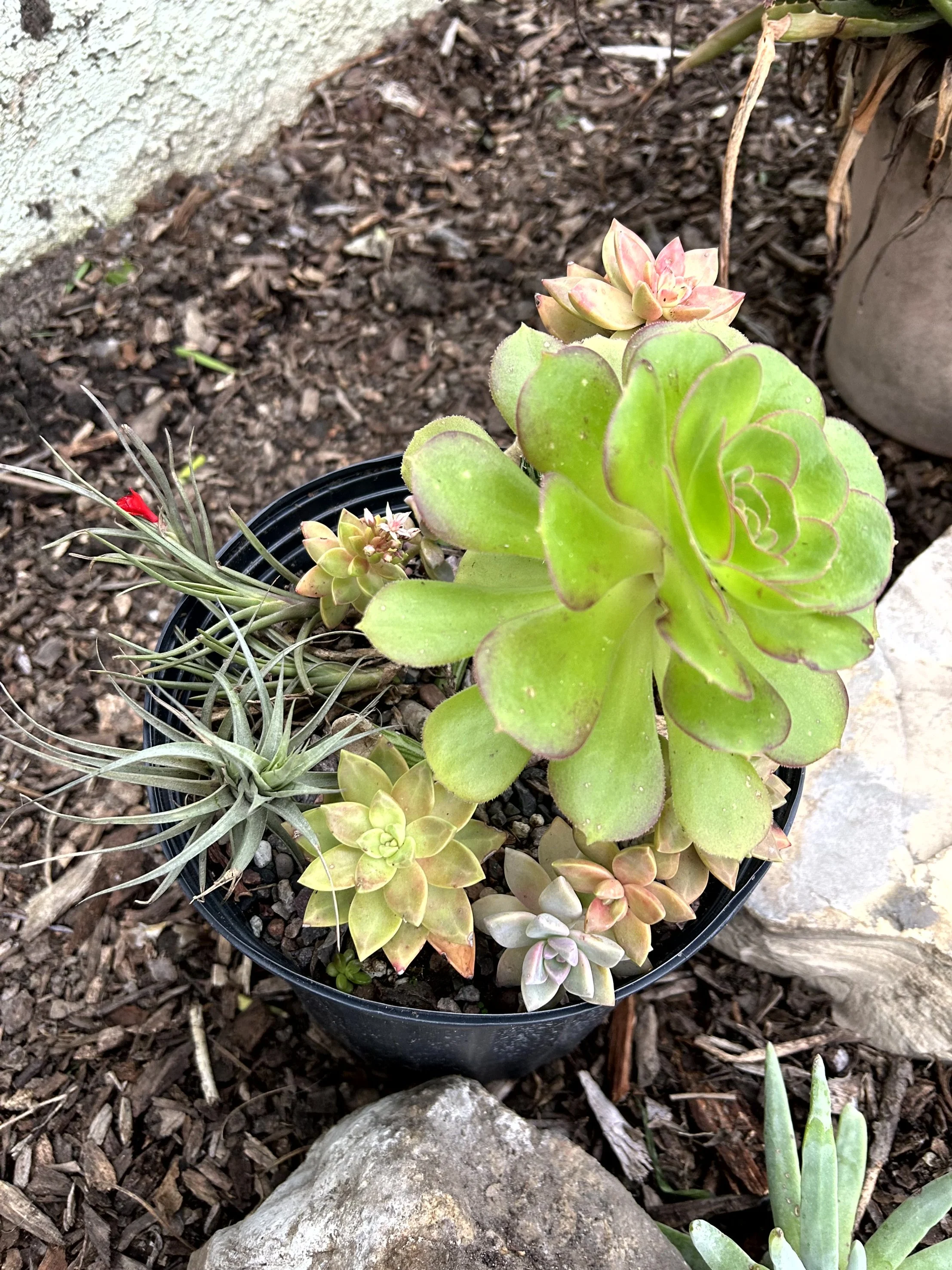 Various succulents in a black pot outdoors, on brown mulch with a stone and concrete in the background.