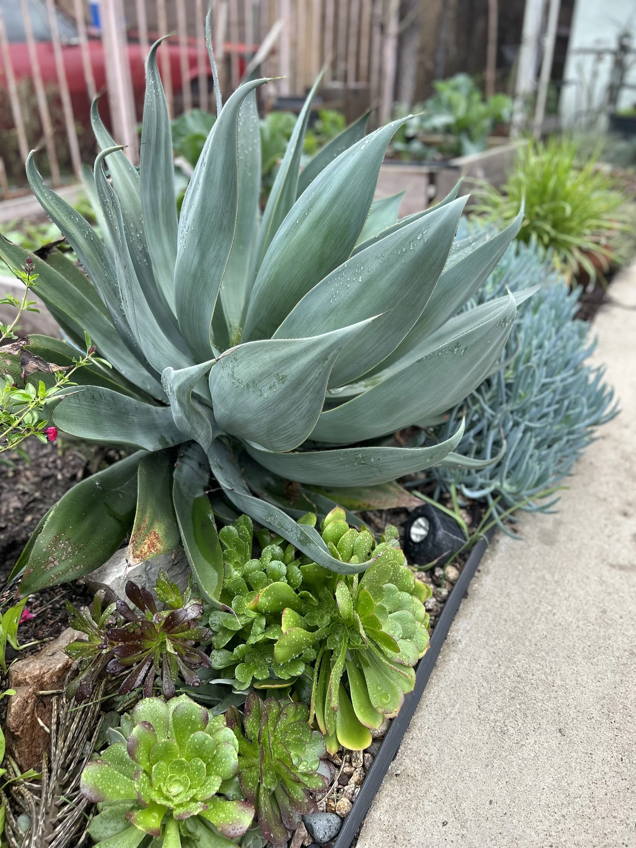 Close-up of various succulent plants and a large agave with water droplets on its leaves, growing in a garden bed alongside a concrete walkway.