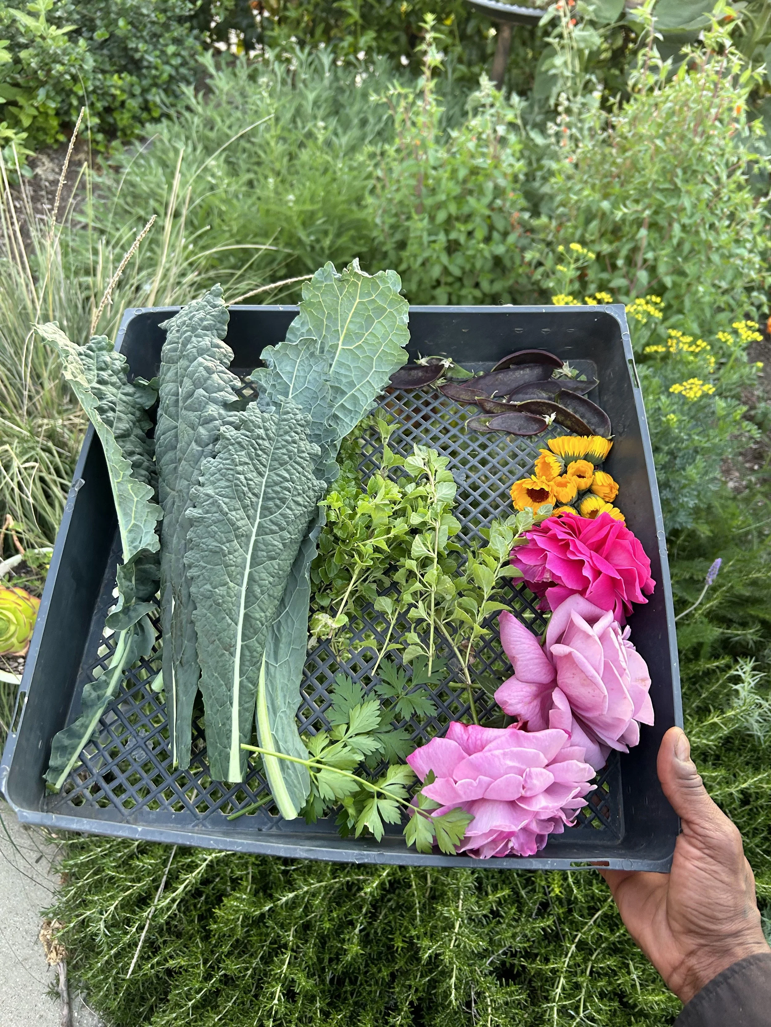 Person holding a black plastic tray filled with flowering plants, leafy greens, and a few seed pods, with a green garden background.
