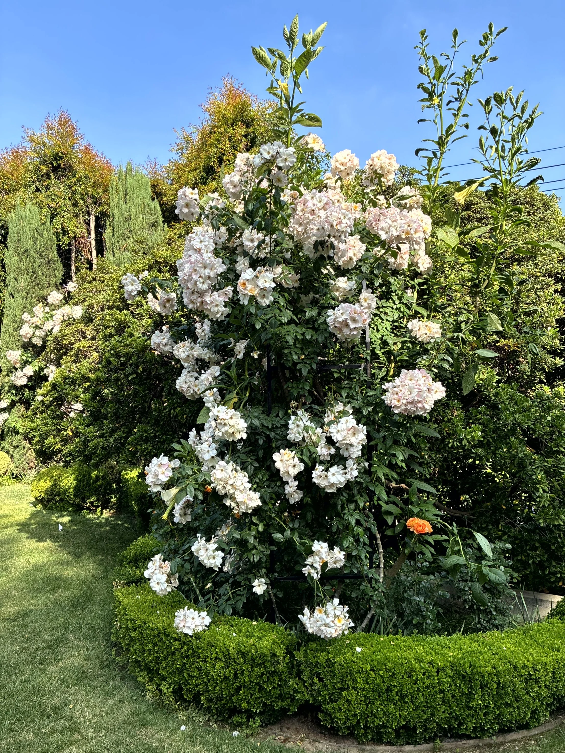 A garden with lush green bushes and white flowers, bordered by a manicured green hedge and trees under a clear blue sky.