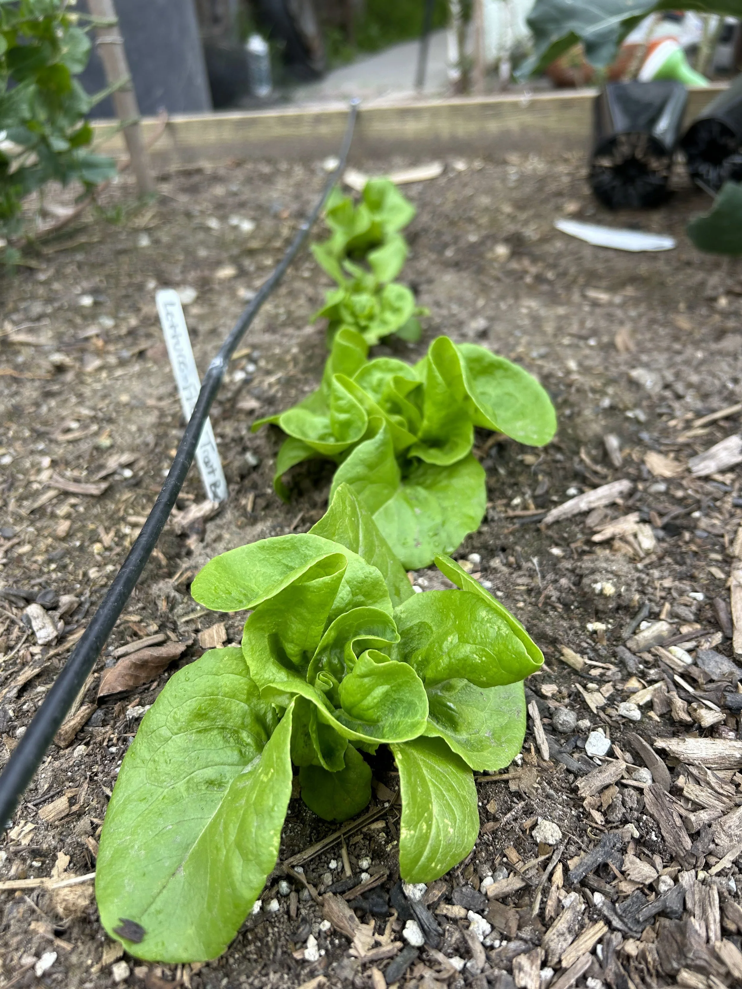 Young lettuce plants growing in a garden bed with dark soil and wood mulch, with a garden tag and black watering tubes nearby.