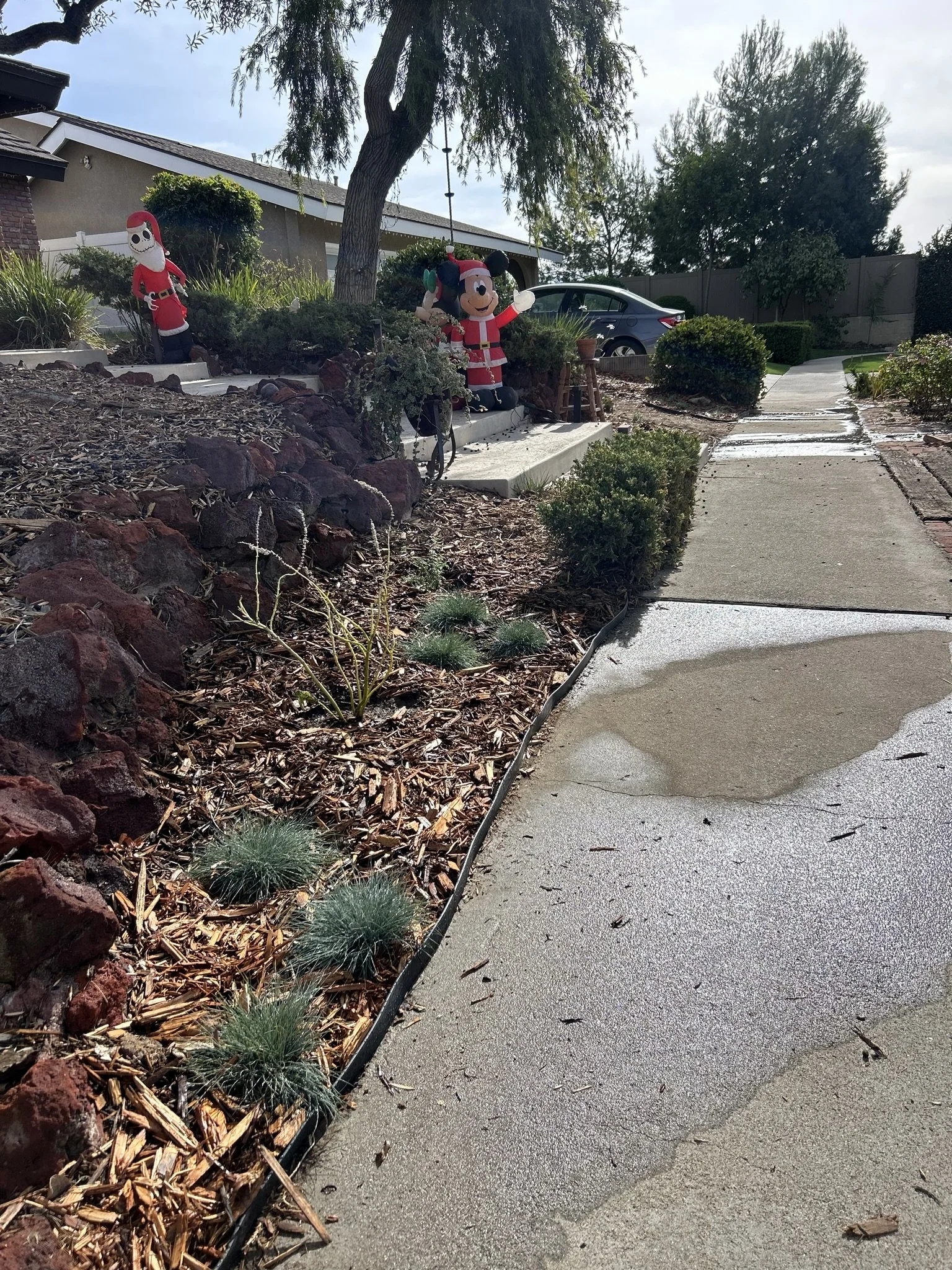 A residential front yard decorated with Christmas figures, including Santa Claus and Mickey Mouse, placed among bushes and plants. A concrete pathway runs through the yard, and there is a parked silver car and a house with a beige exterior in the background.